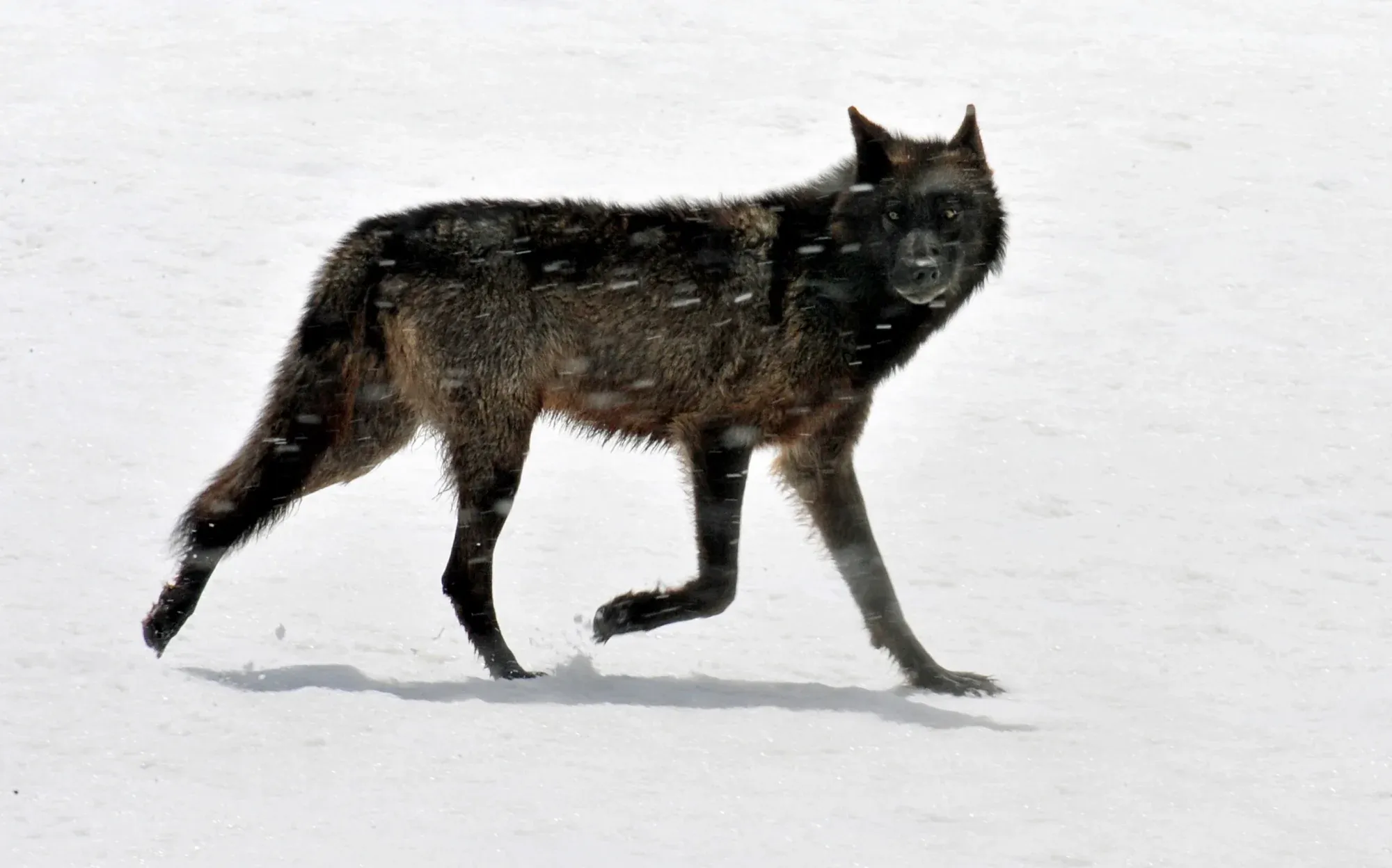Wolves & Coyotes gallery cover