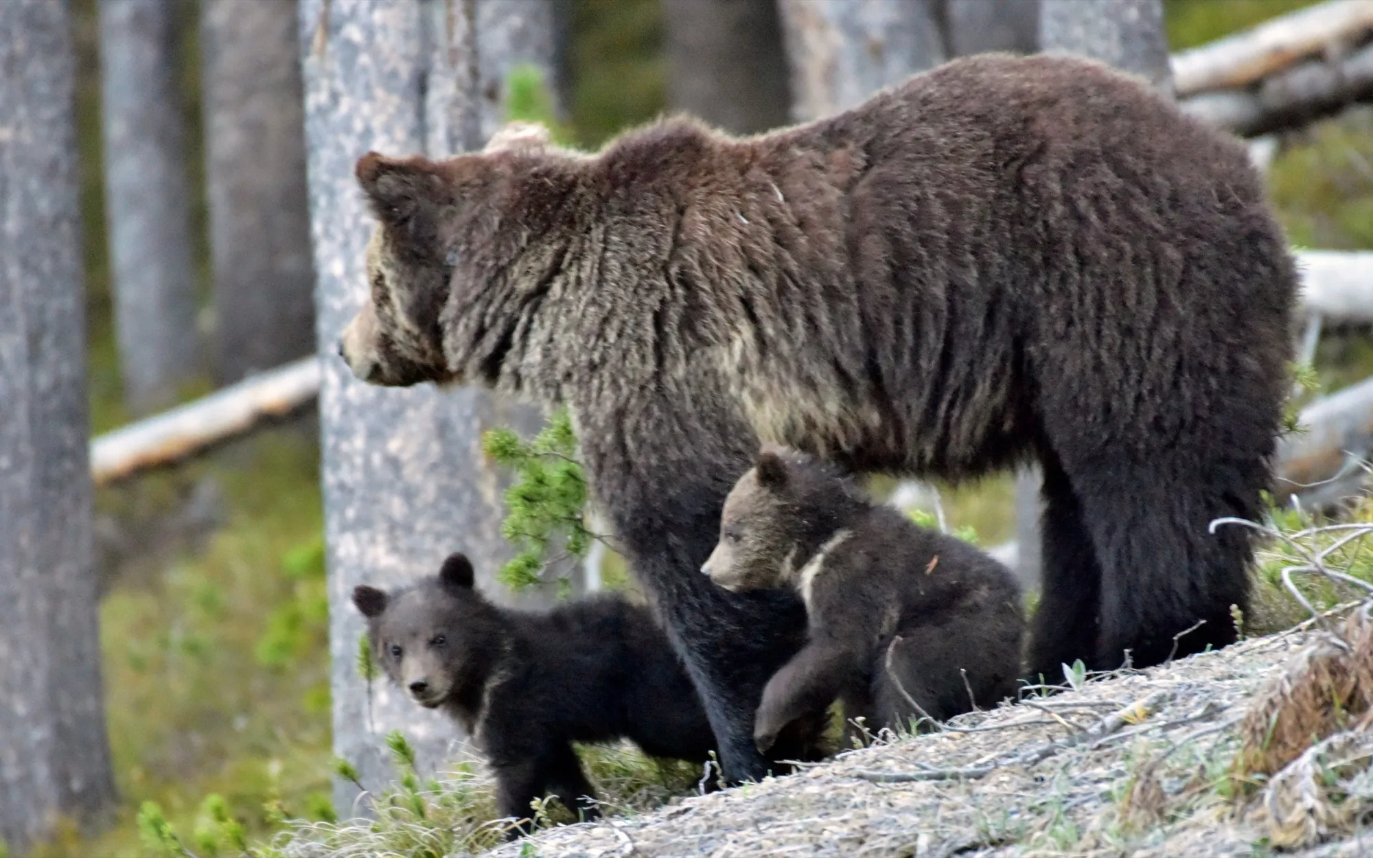 Grizzly Bear