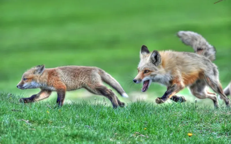 The Chase