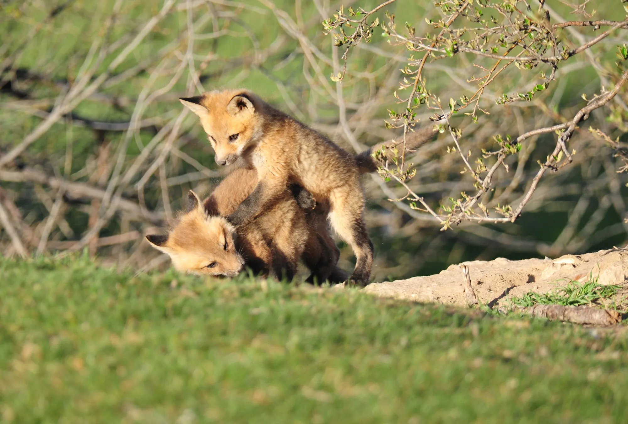 Red Fox