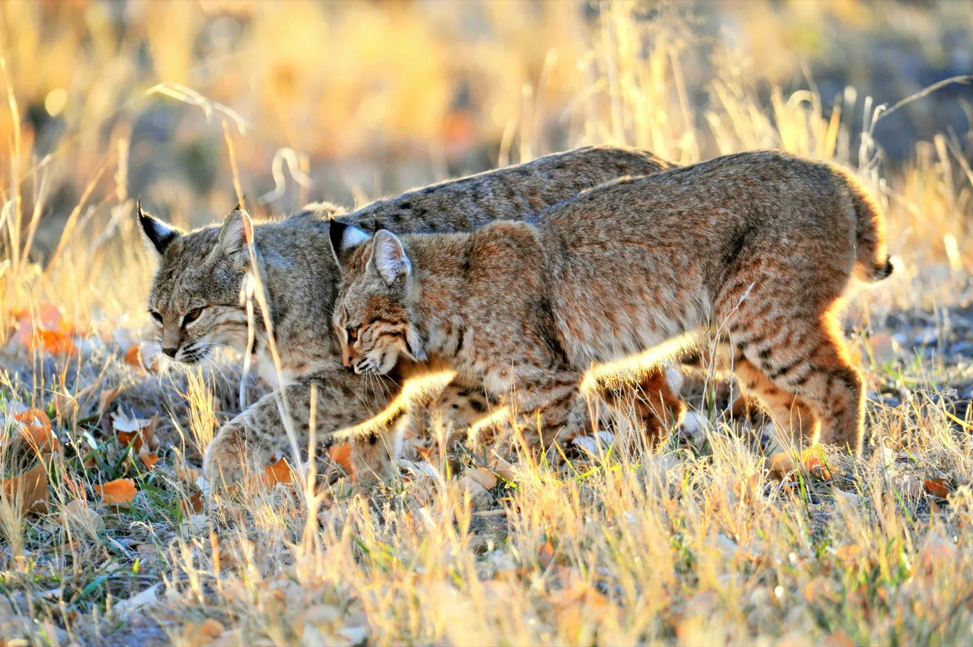 Bobcats gallery cover