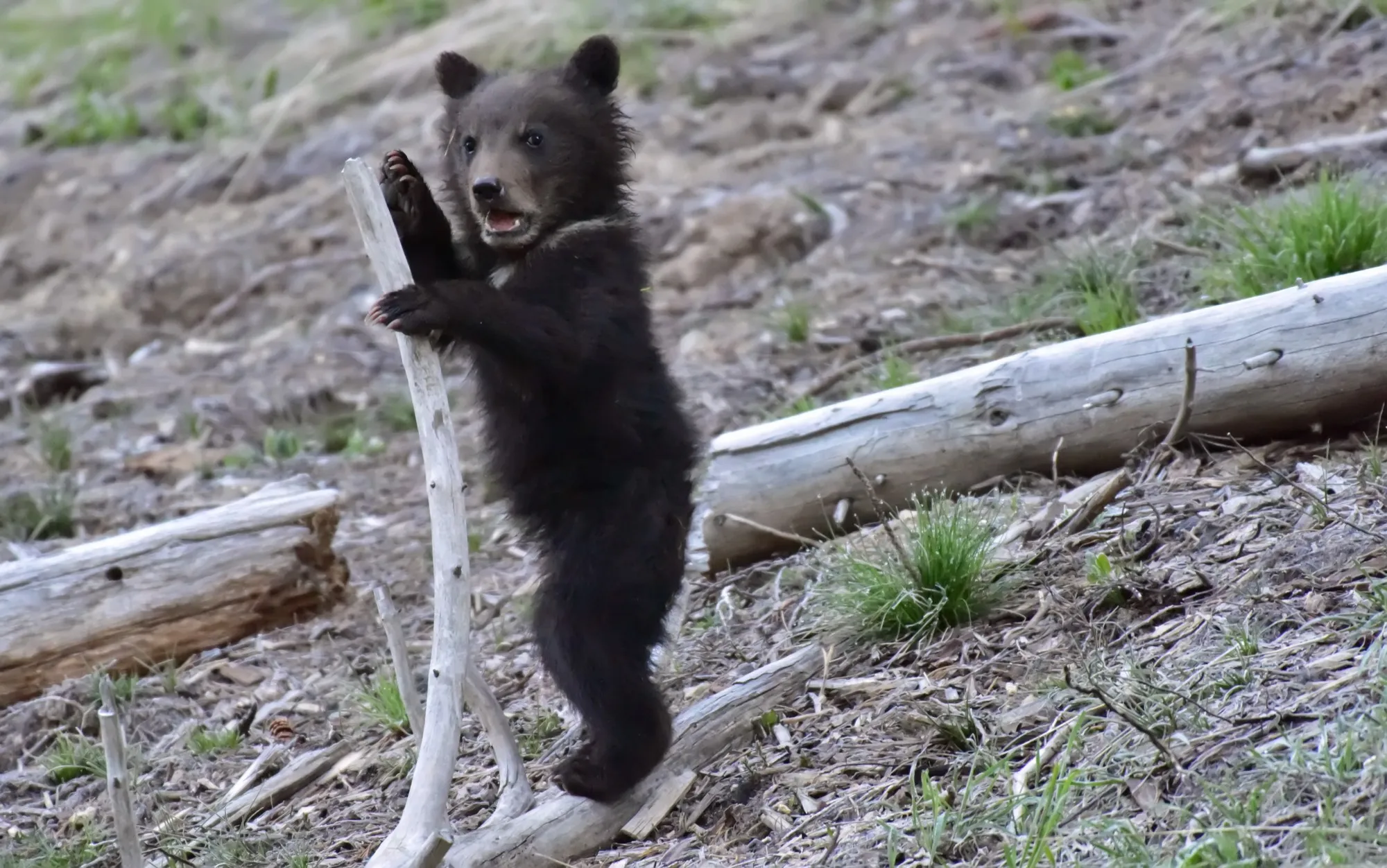 Grizzly Bear
