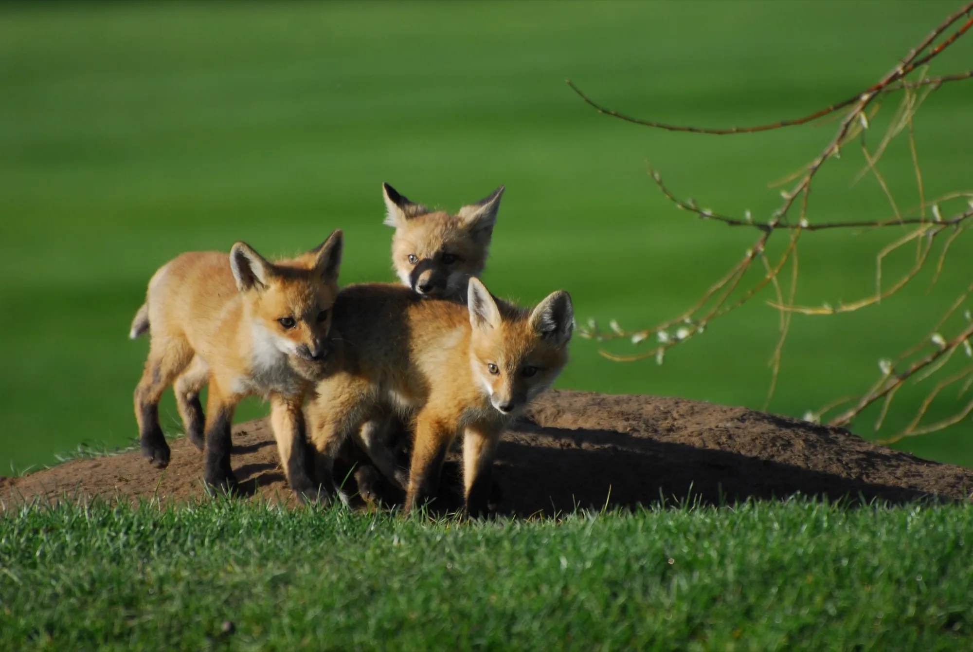 Red Fox