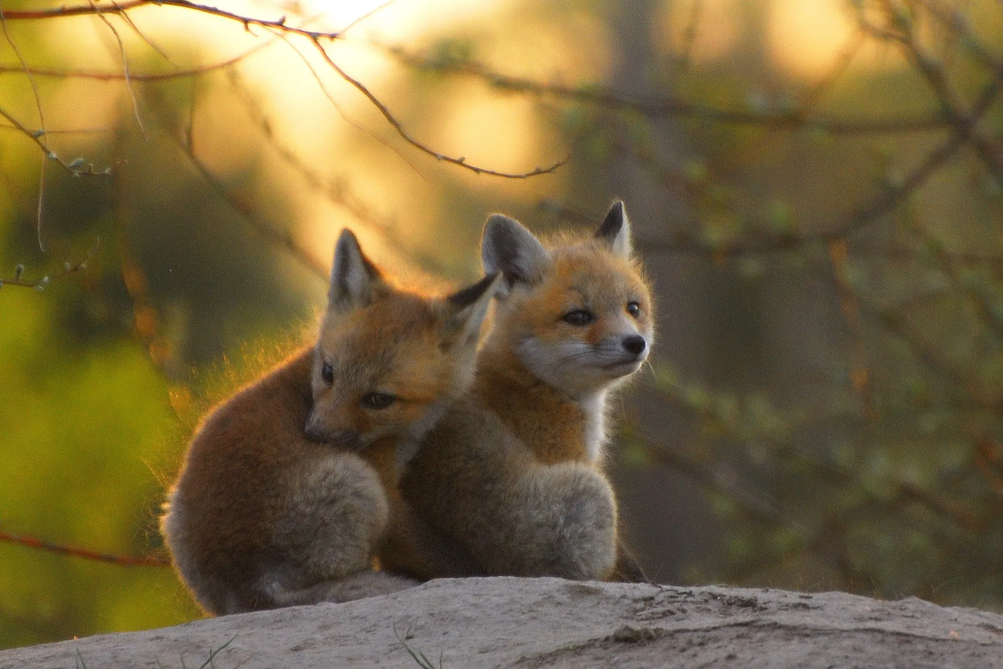 Red Fox