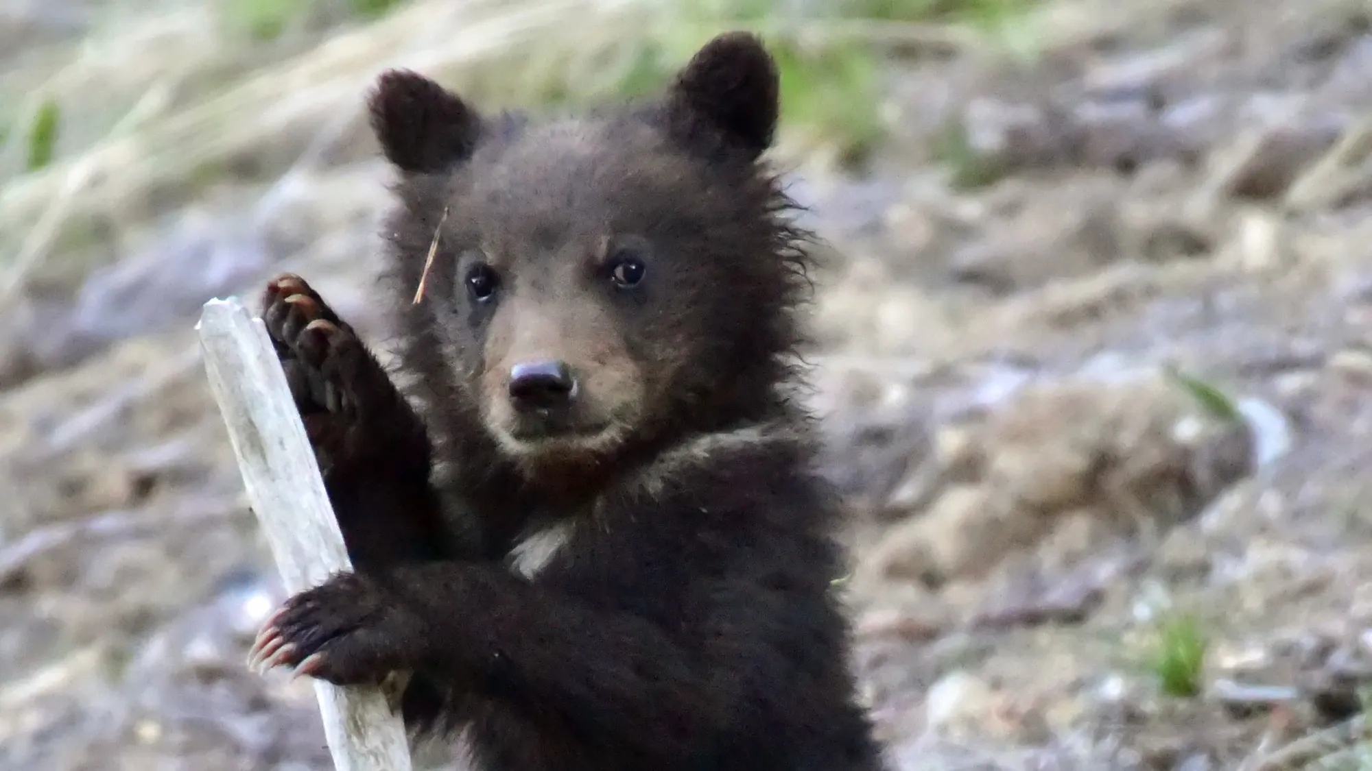 Grizzly Bear