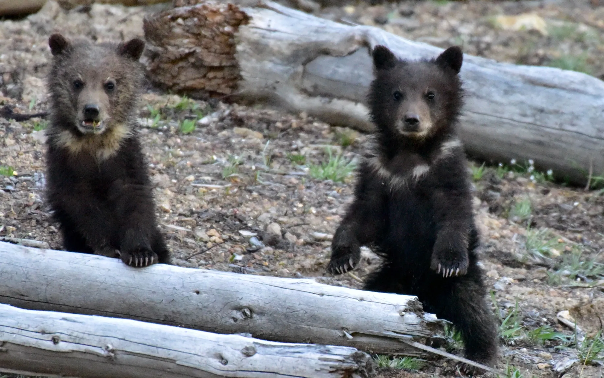 Grizzly Bear