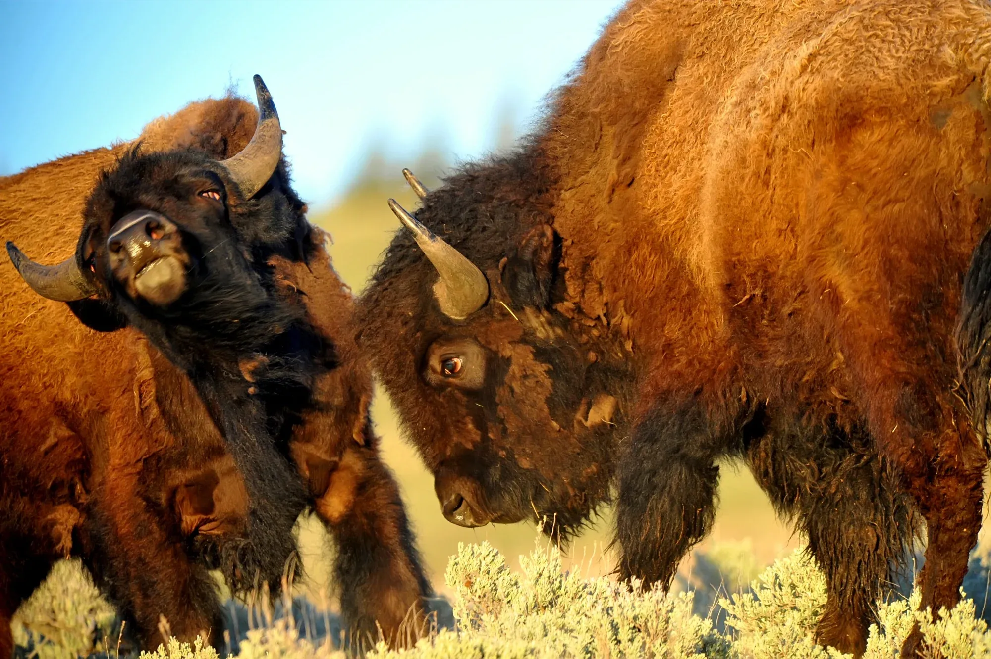Bison gallery cover