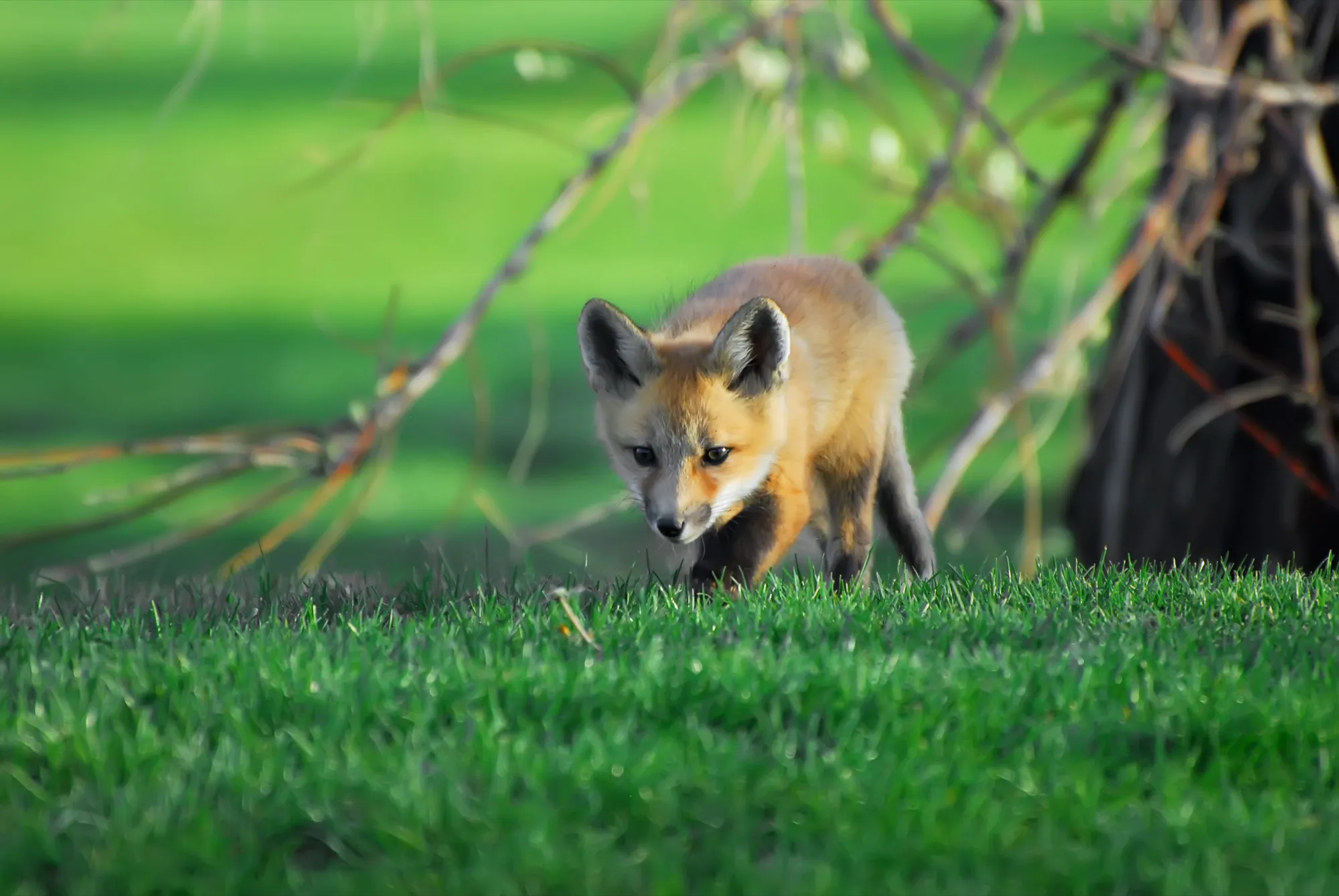 Red Fox