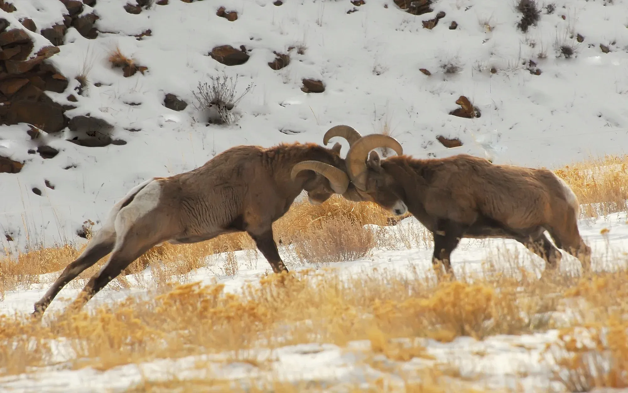 Bighorn Sheep gallery cover