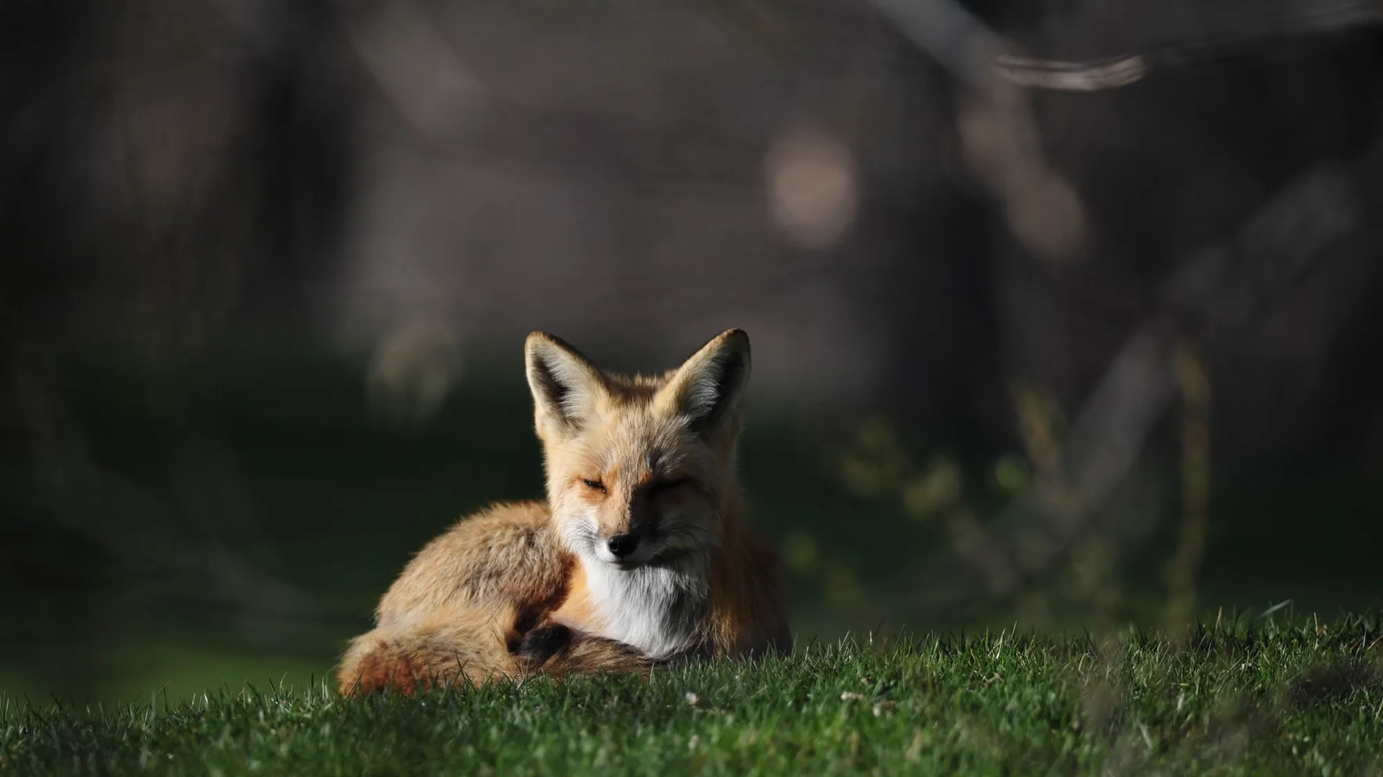 Red Fox