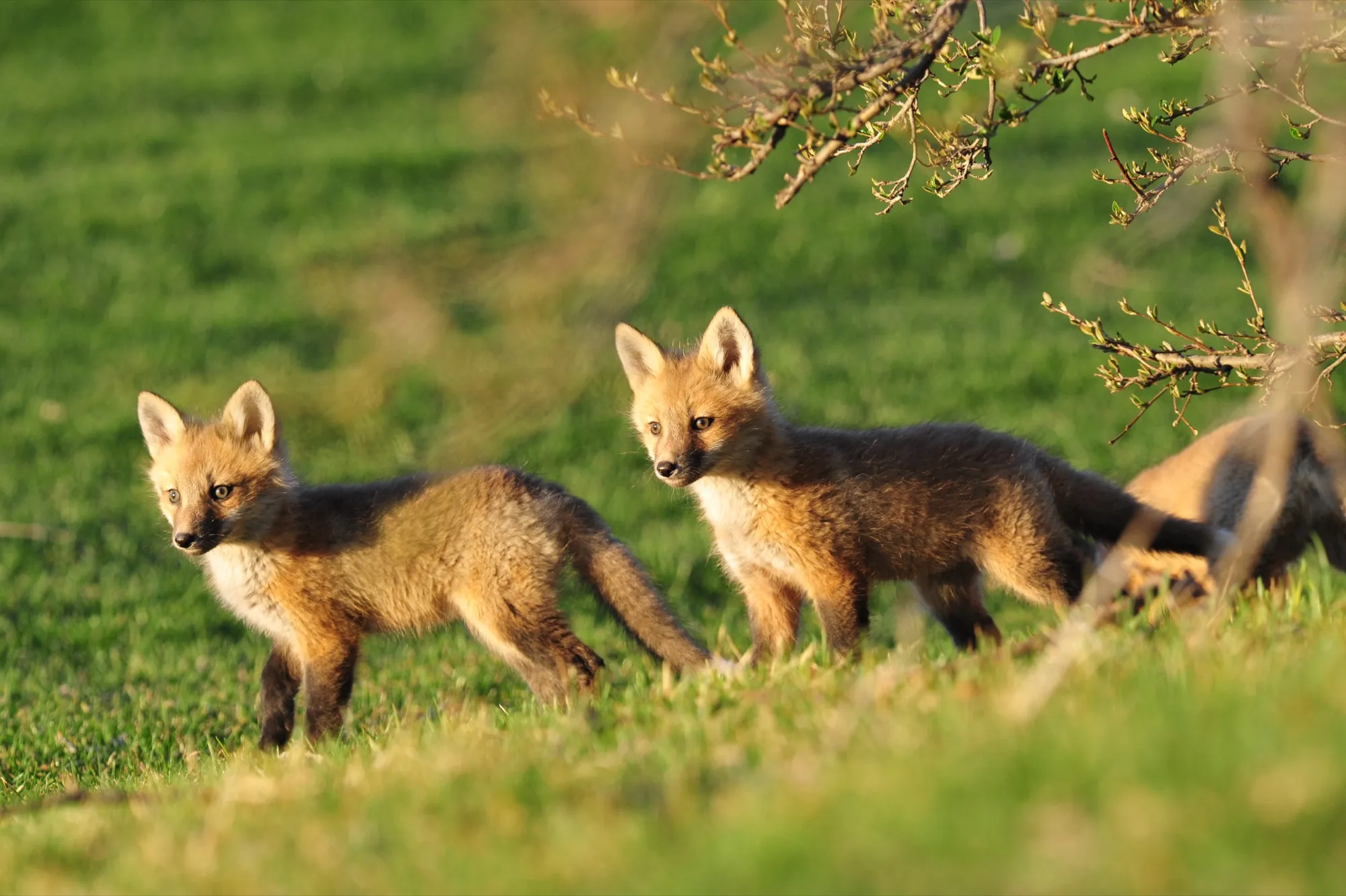 Red Fox