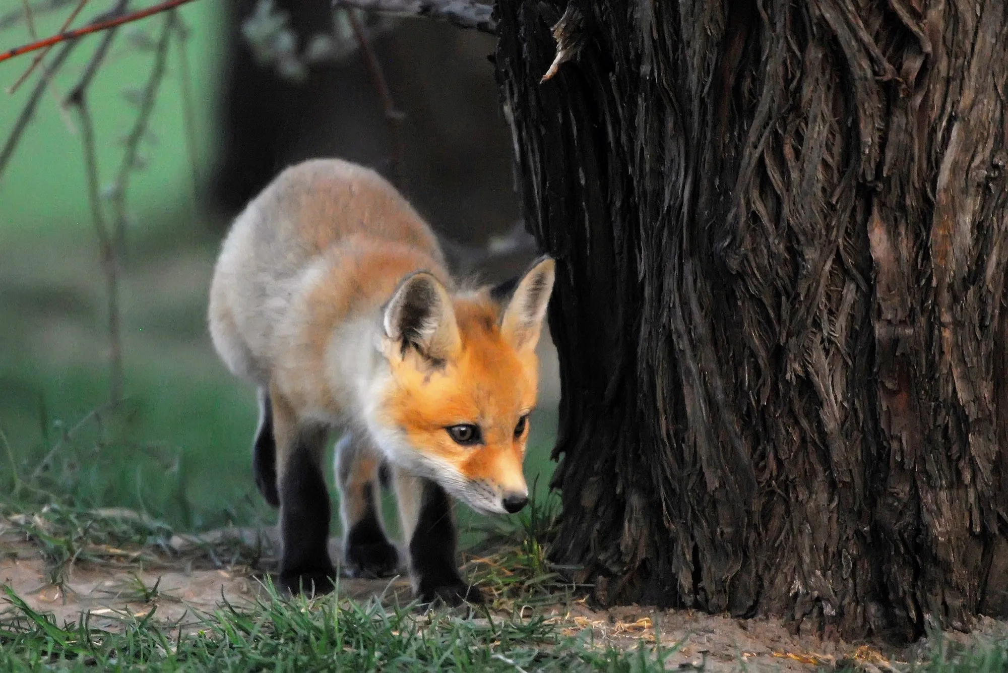 Red Fox