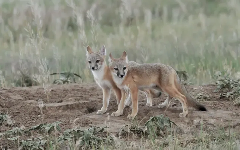 Three at the Den