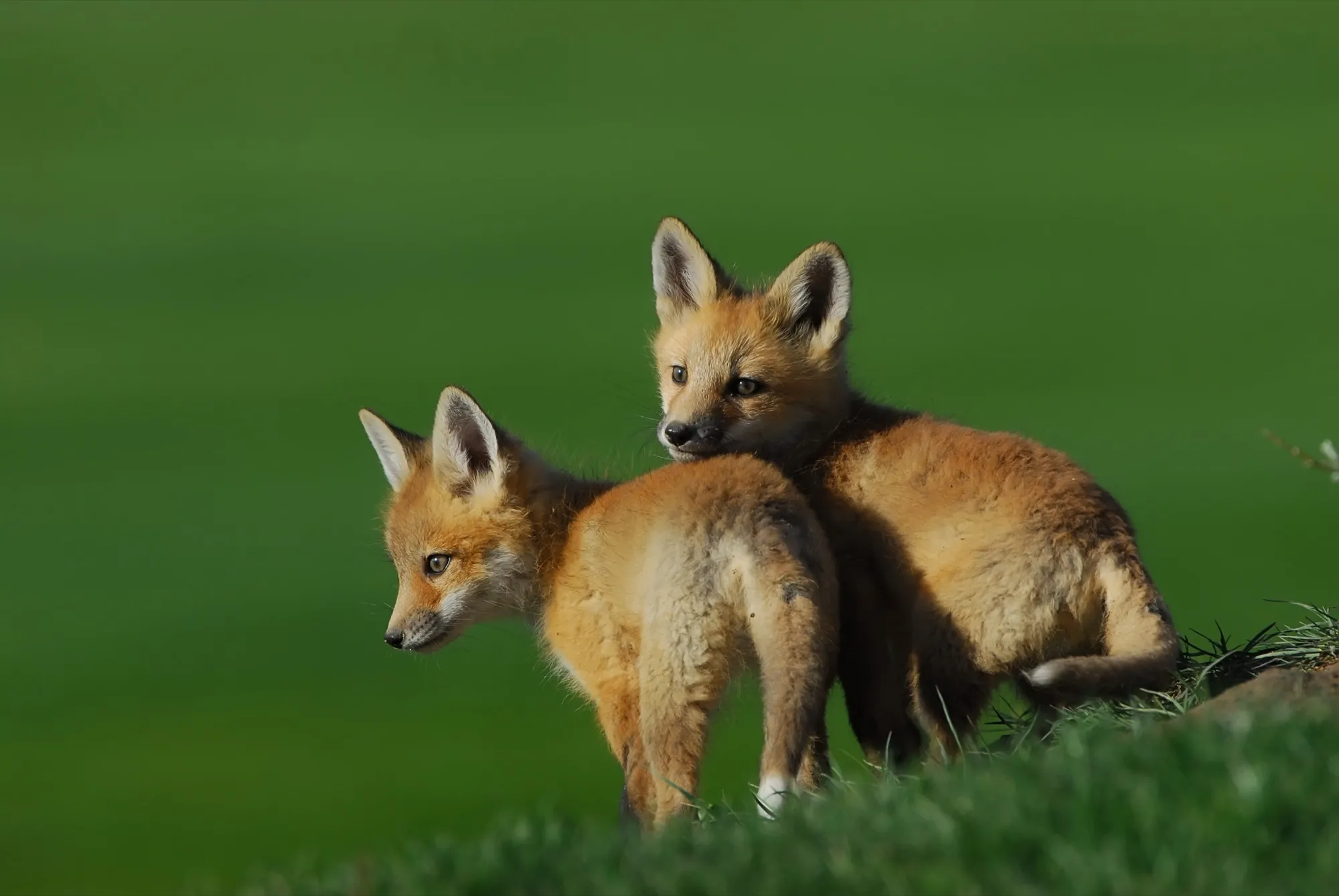 Red Fox