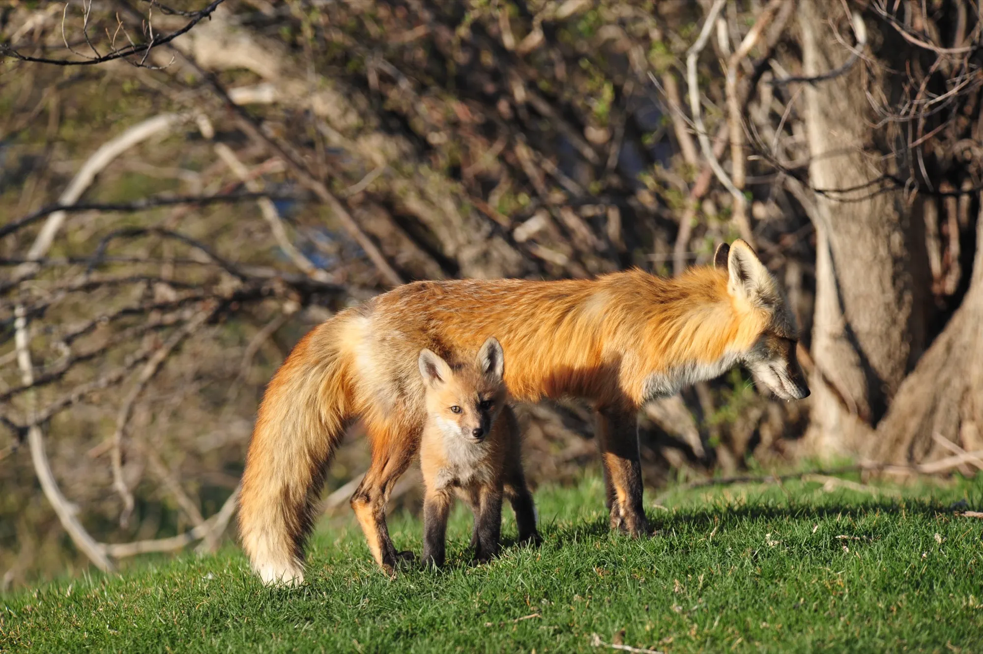 Red Fox