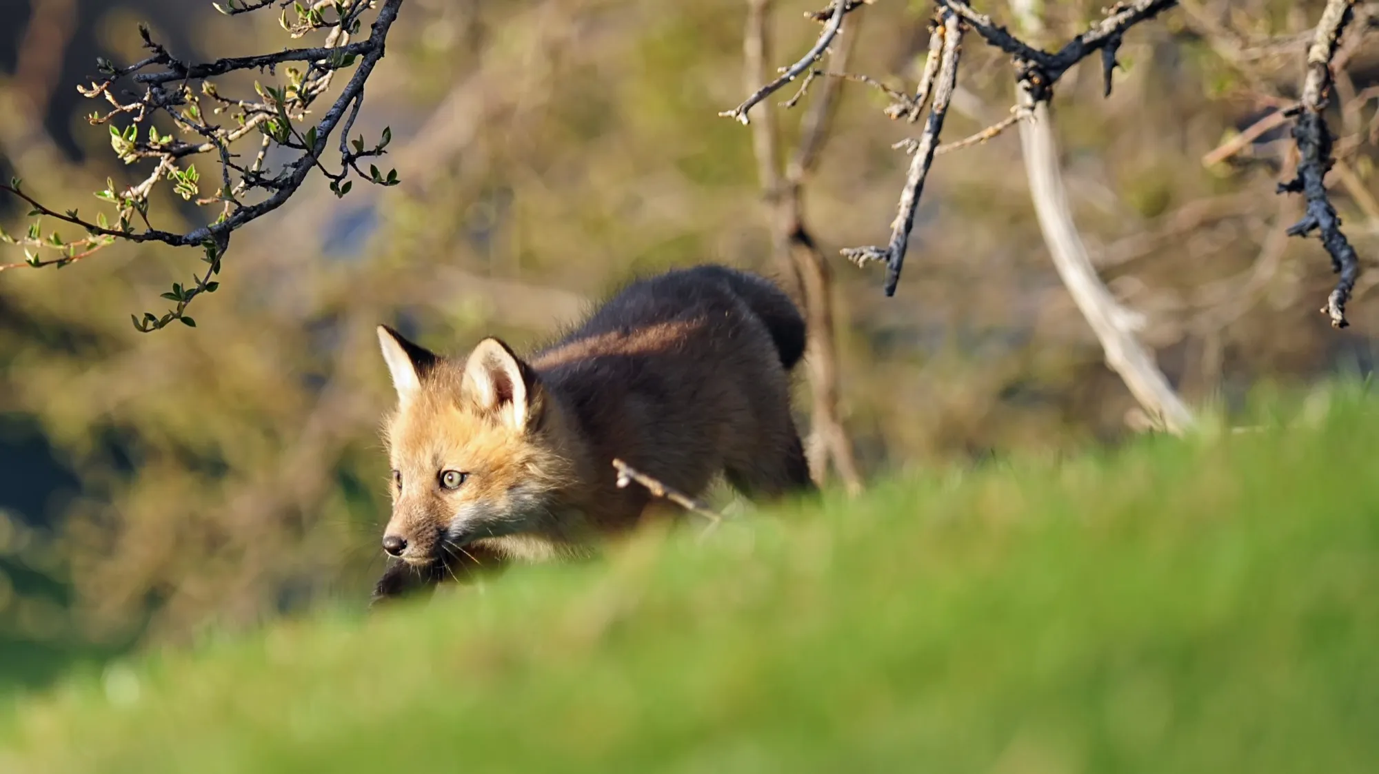 Red Fox