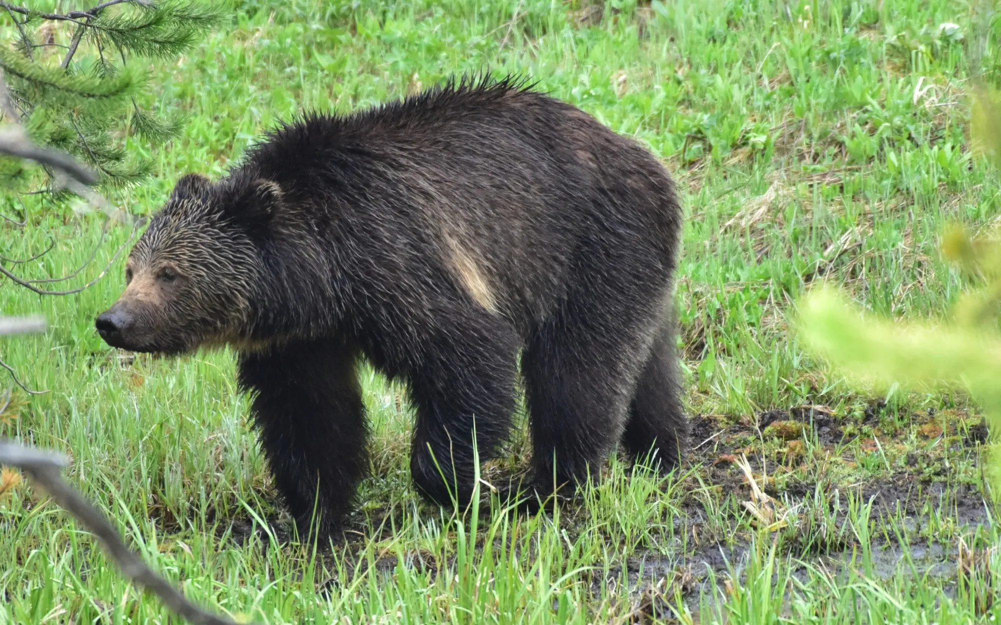 Grizzly Bear