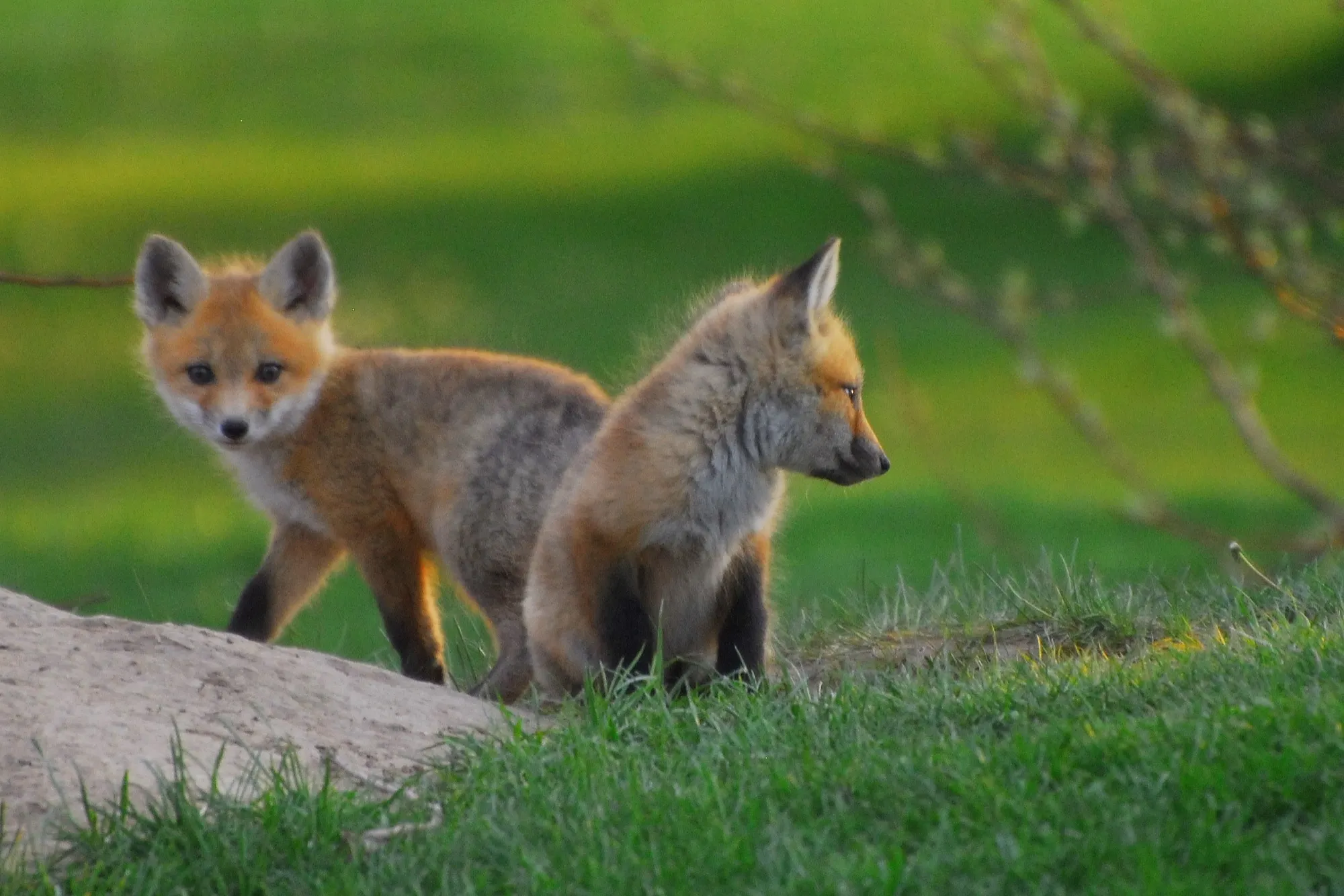 Red Fox