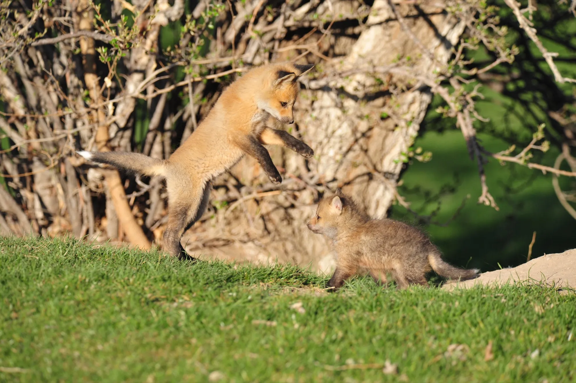 Red Fox