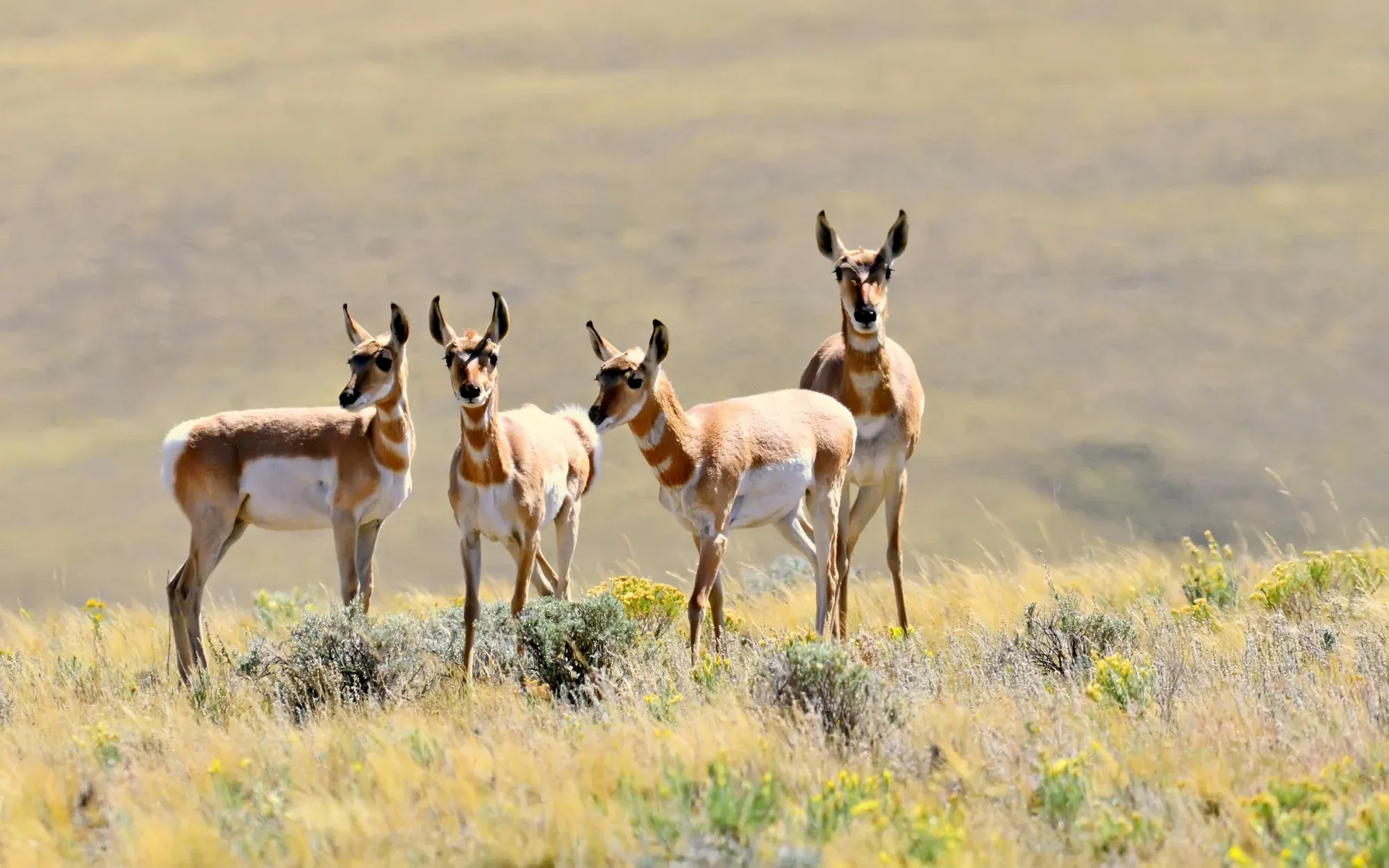 Pronghorn gallery cover