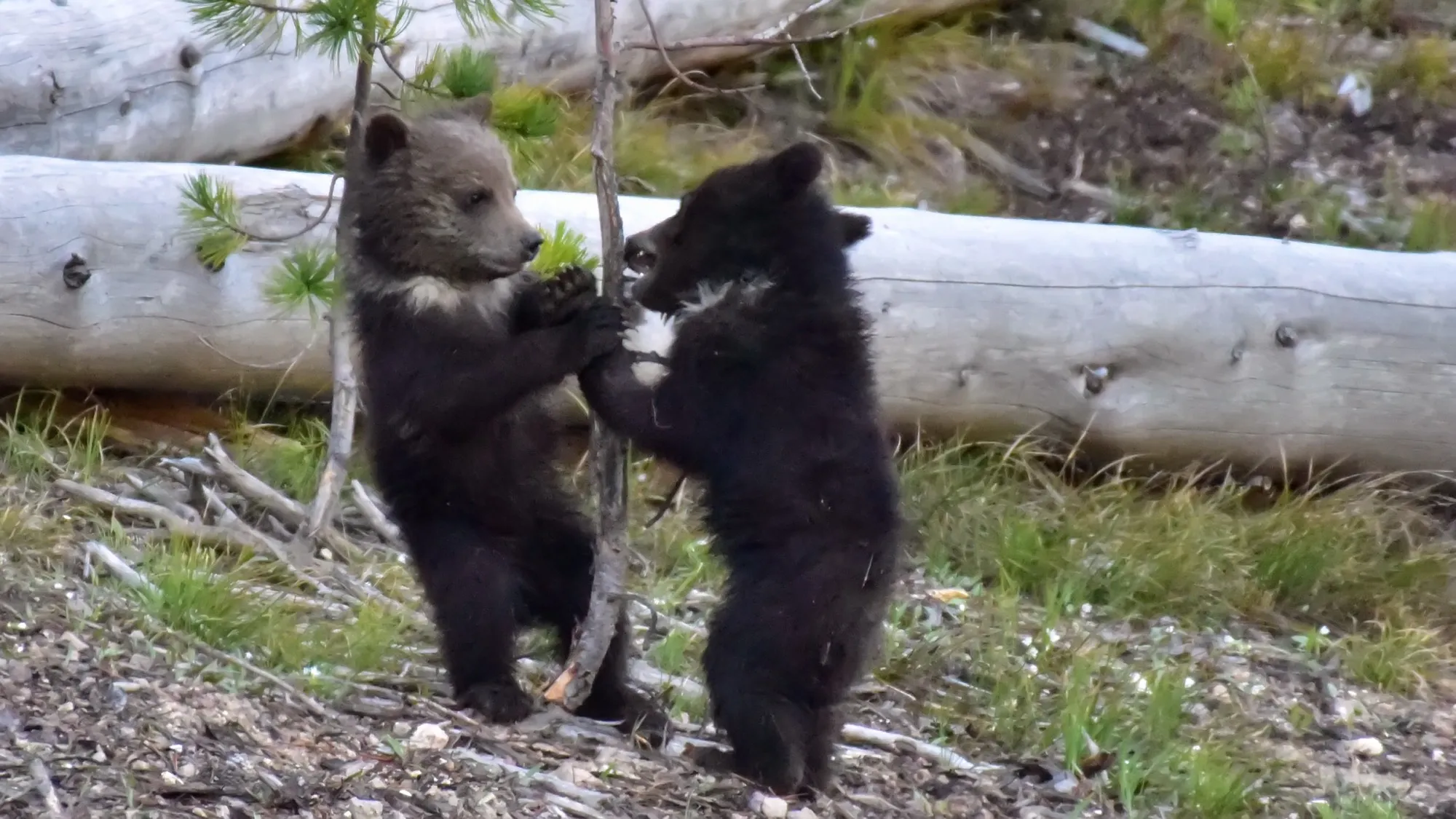 Grizzly Bear