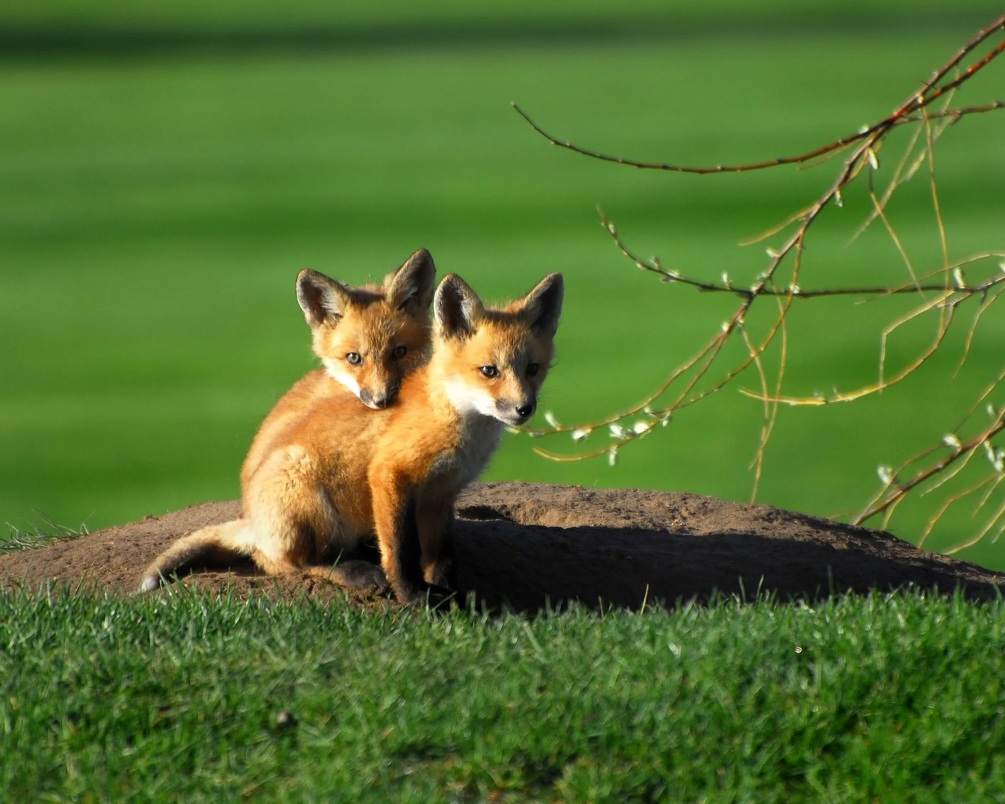 Red Fox