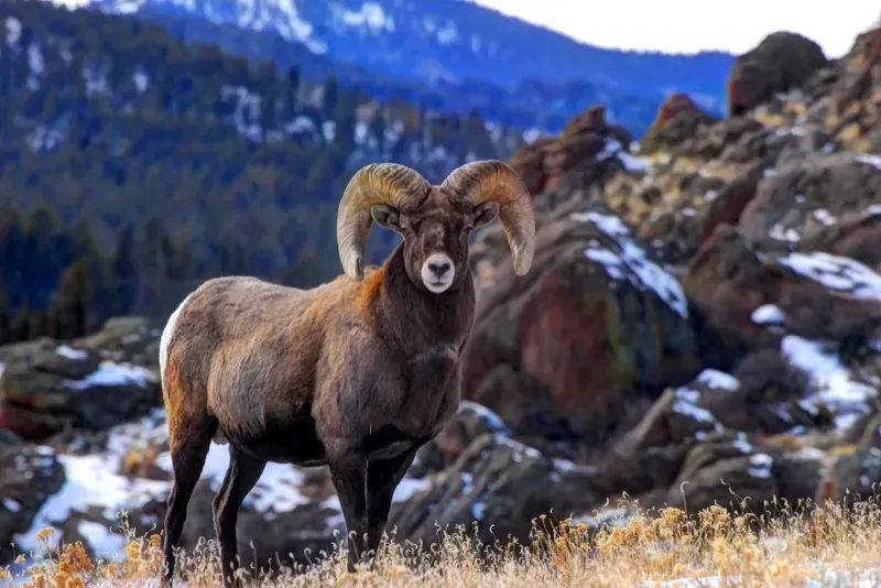 Ram on the Ridge