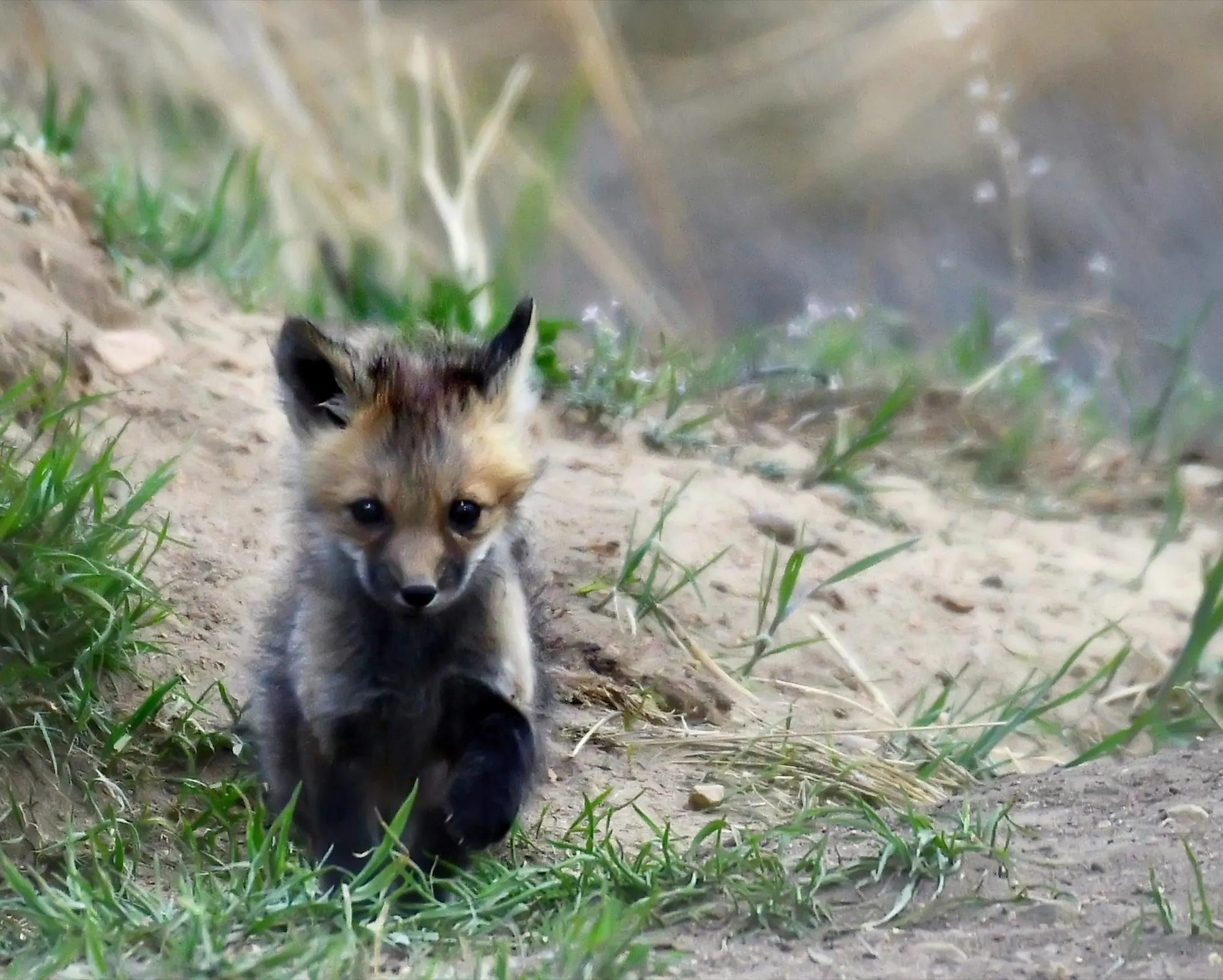 Red Fox