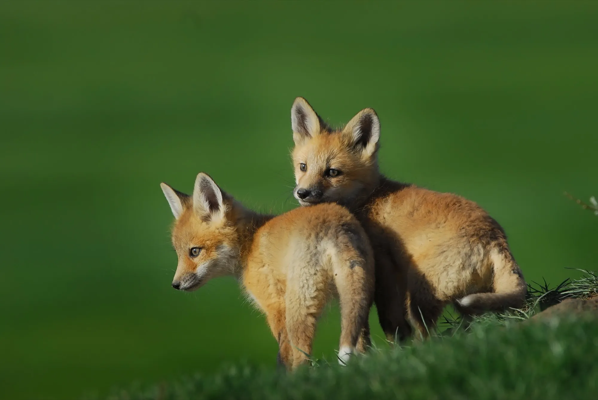 Red Fox