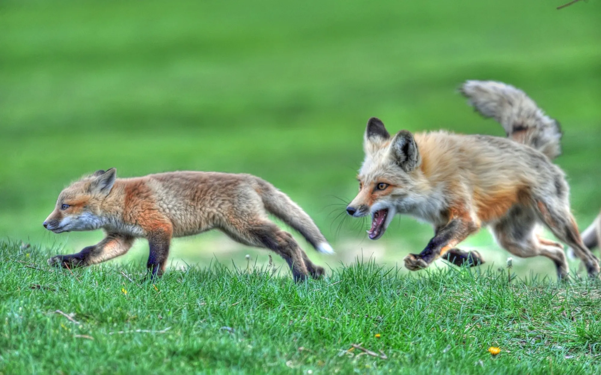 Red Fox