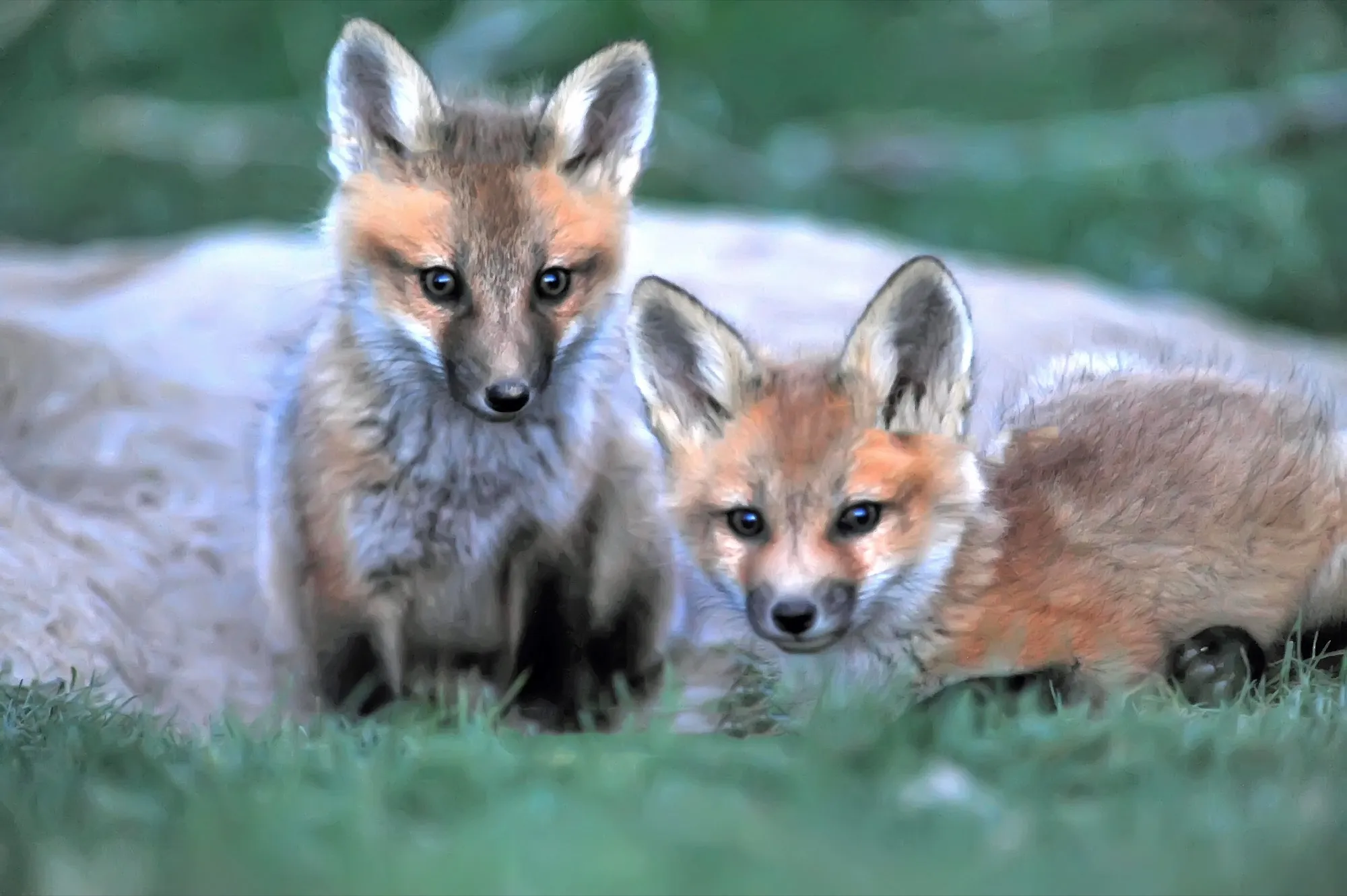Red Fox