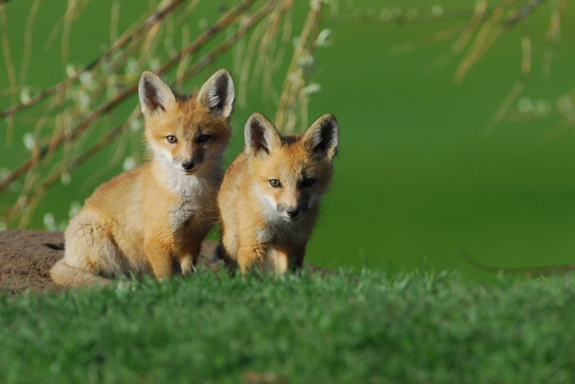 Red Fox