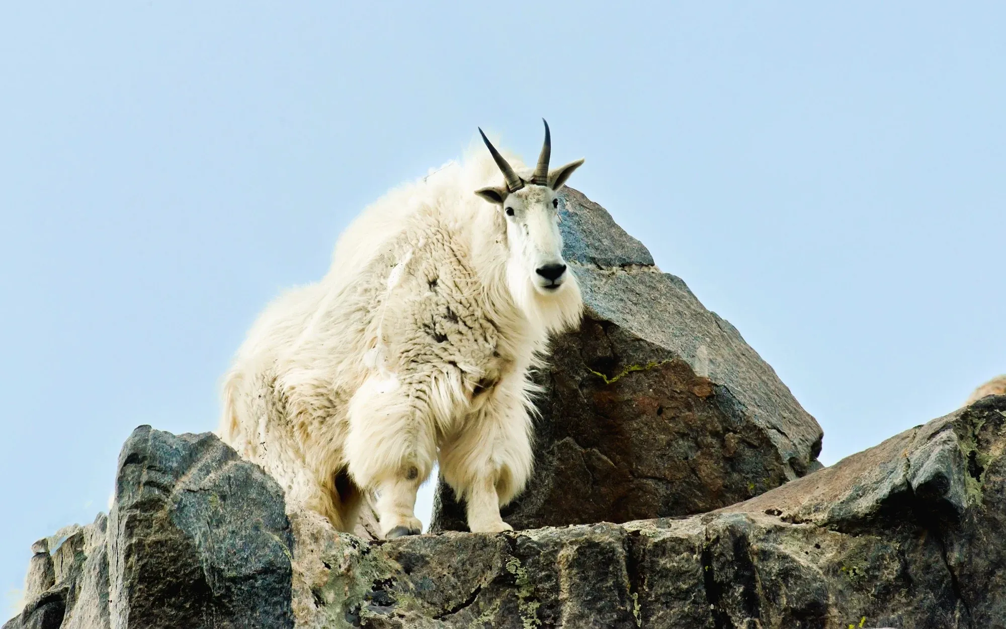Mountain Goats gallery cover