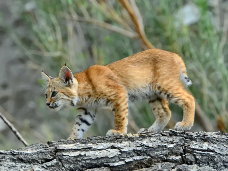 Young Bobcat