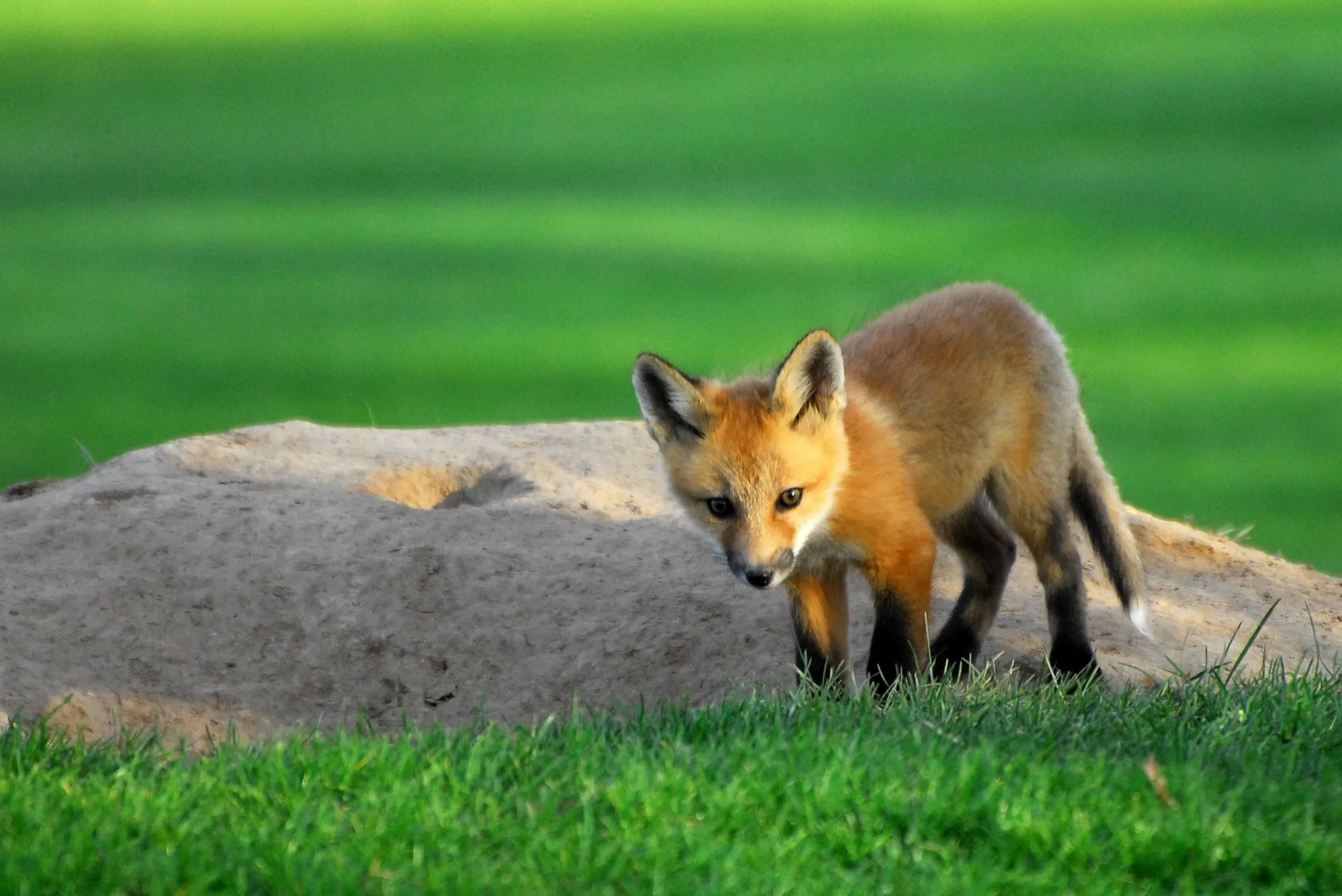 Red Fox