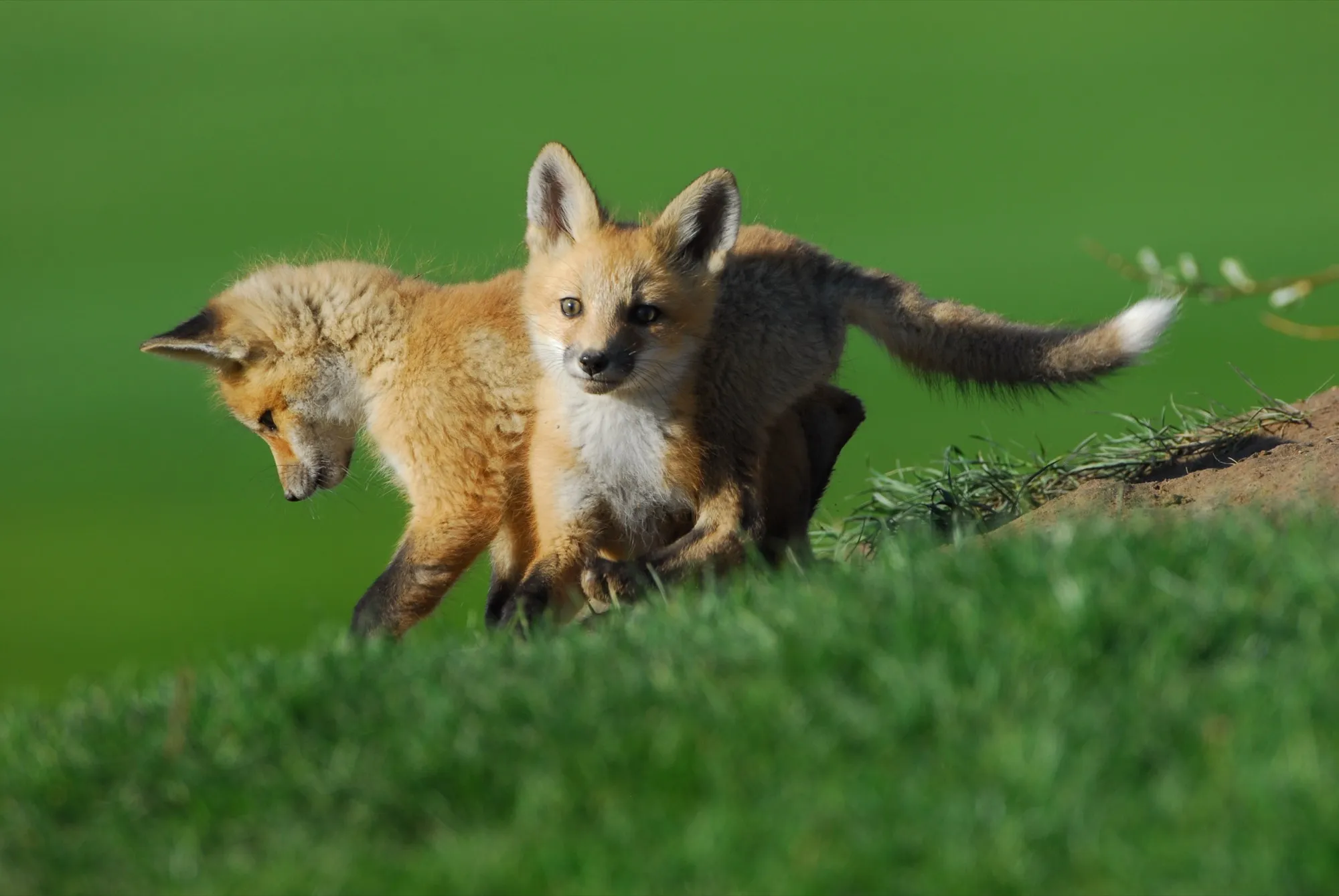 Red Fox