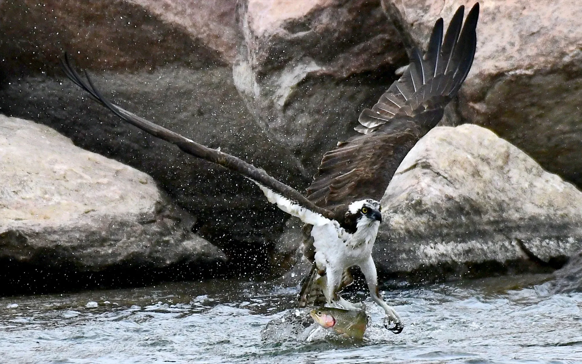 The Catch
