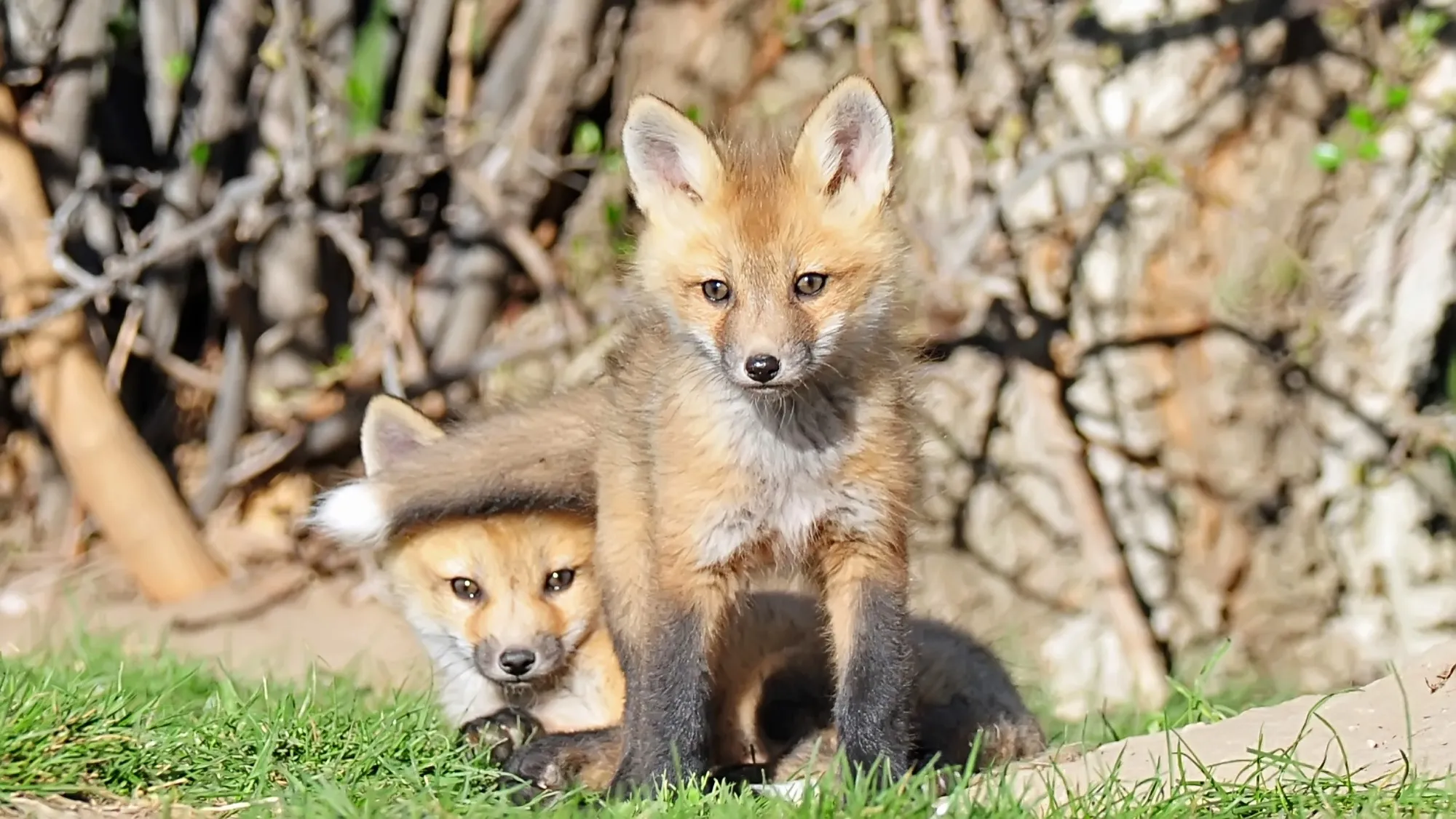 Red Fox