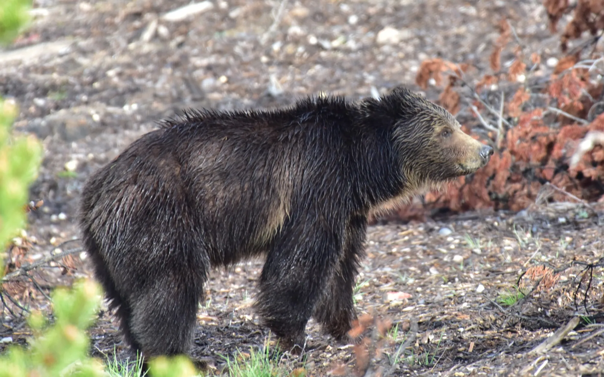 Grizzly Bear