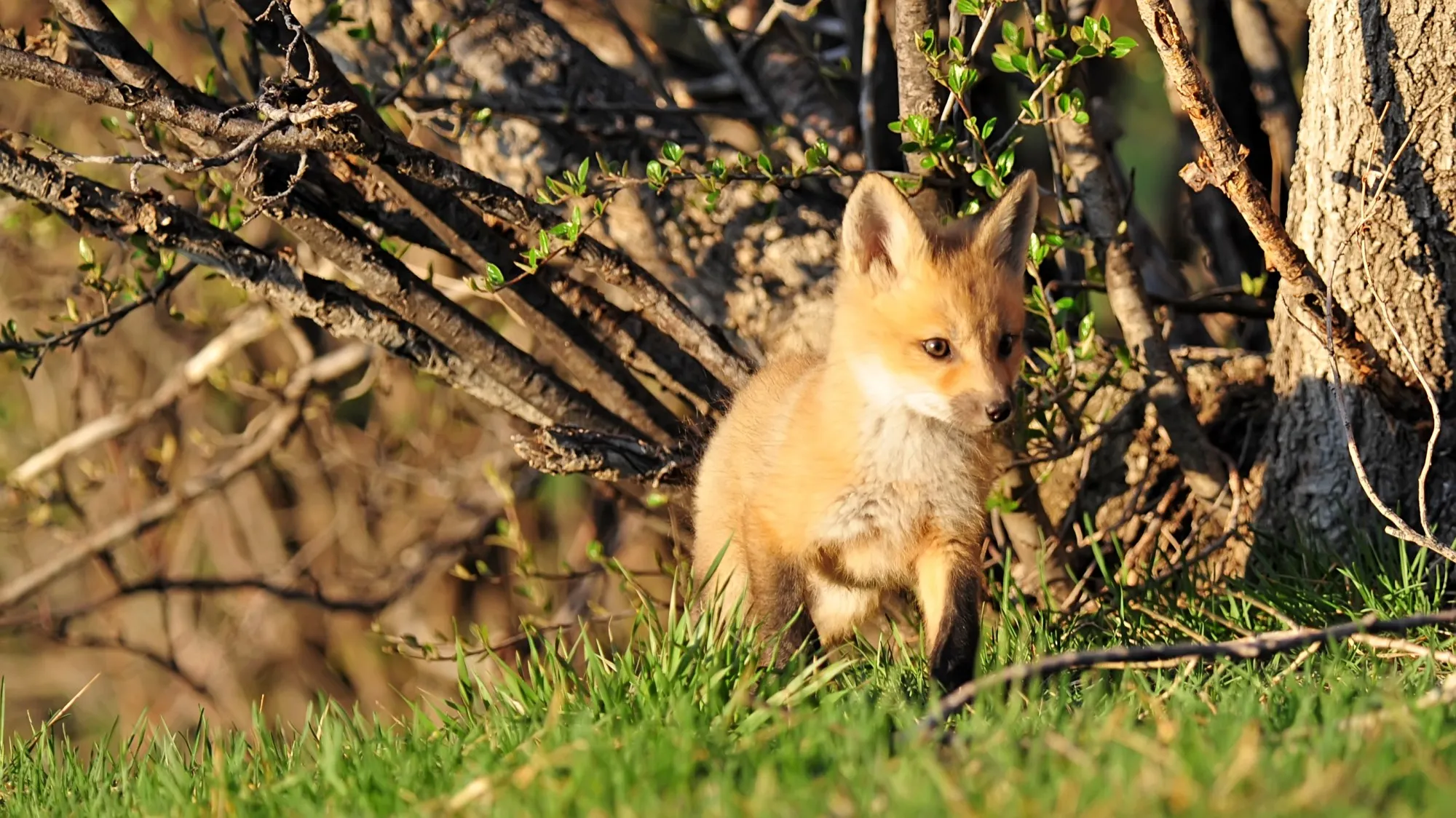 Red Fox