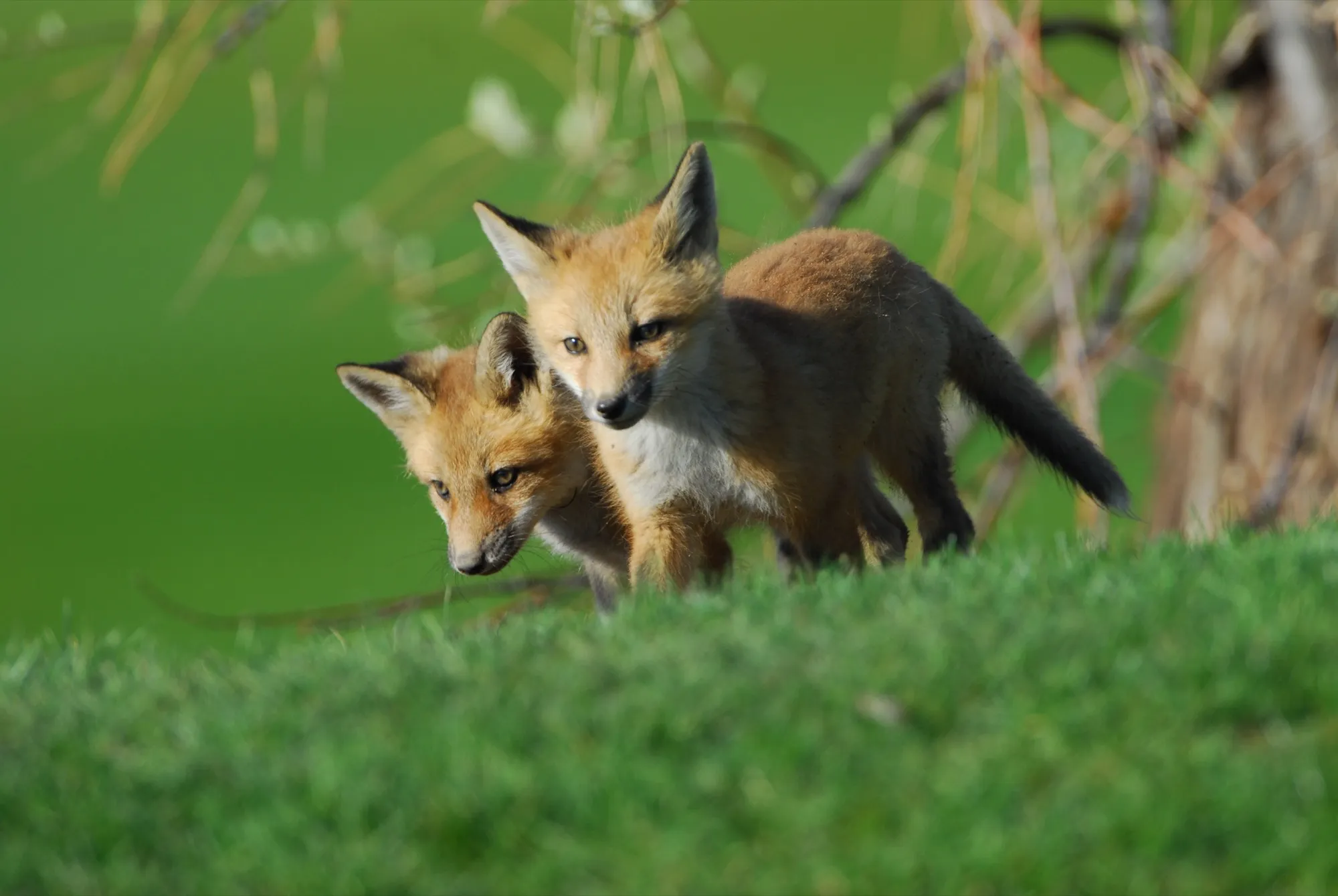Red Fox