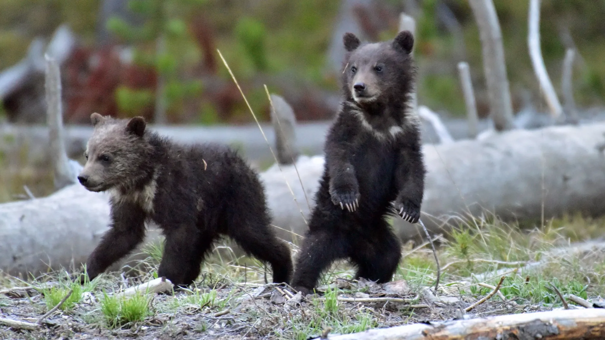 Grizzly Bear