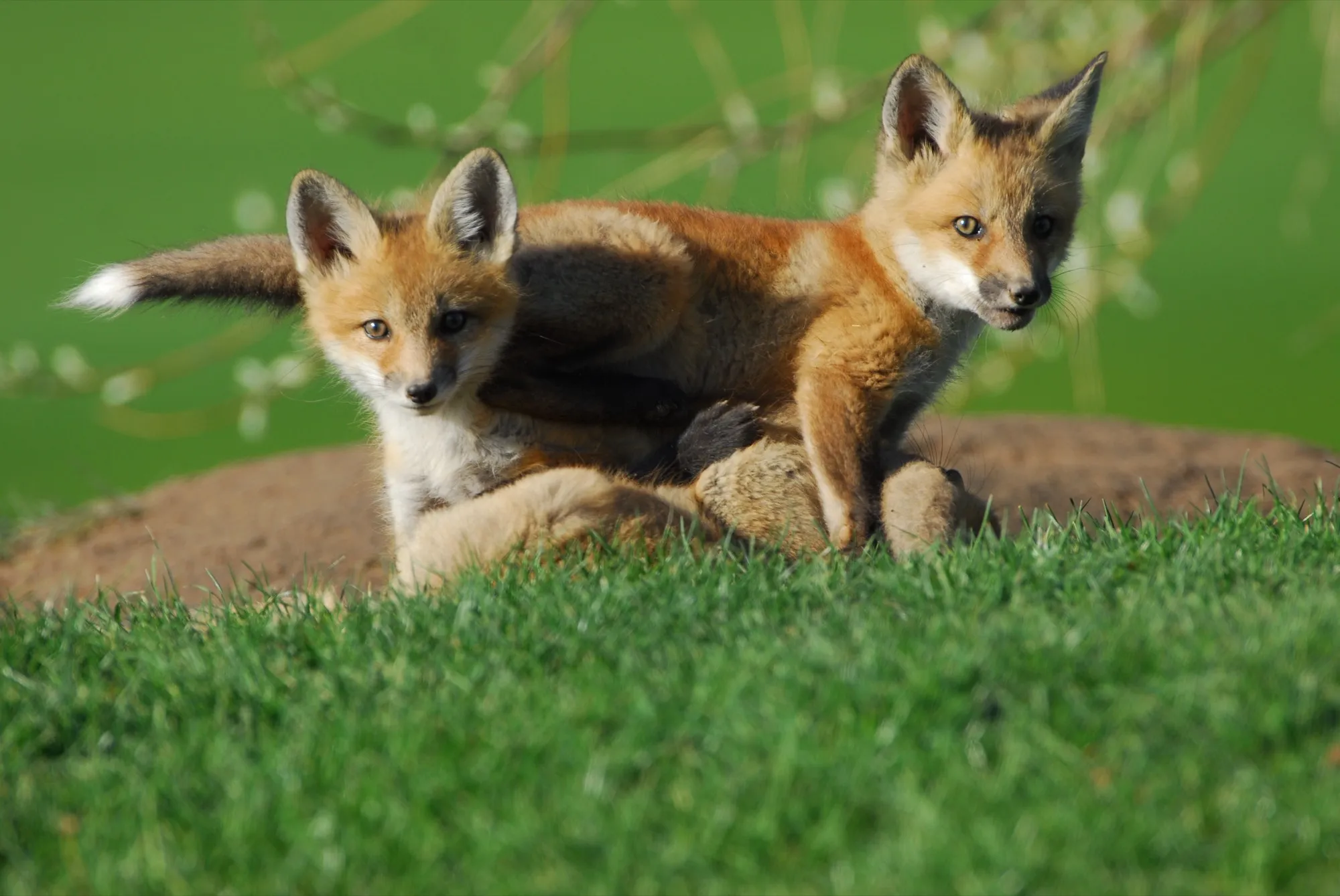 Red Fox