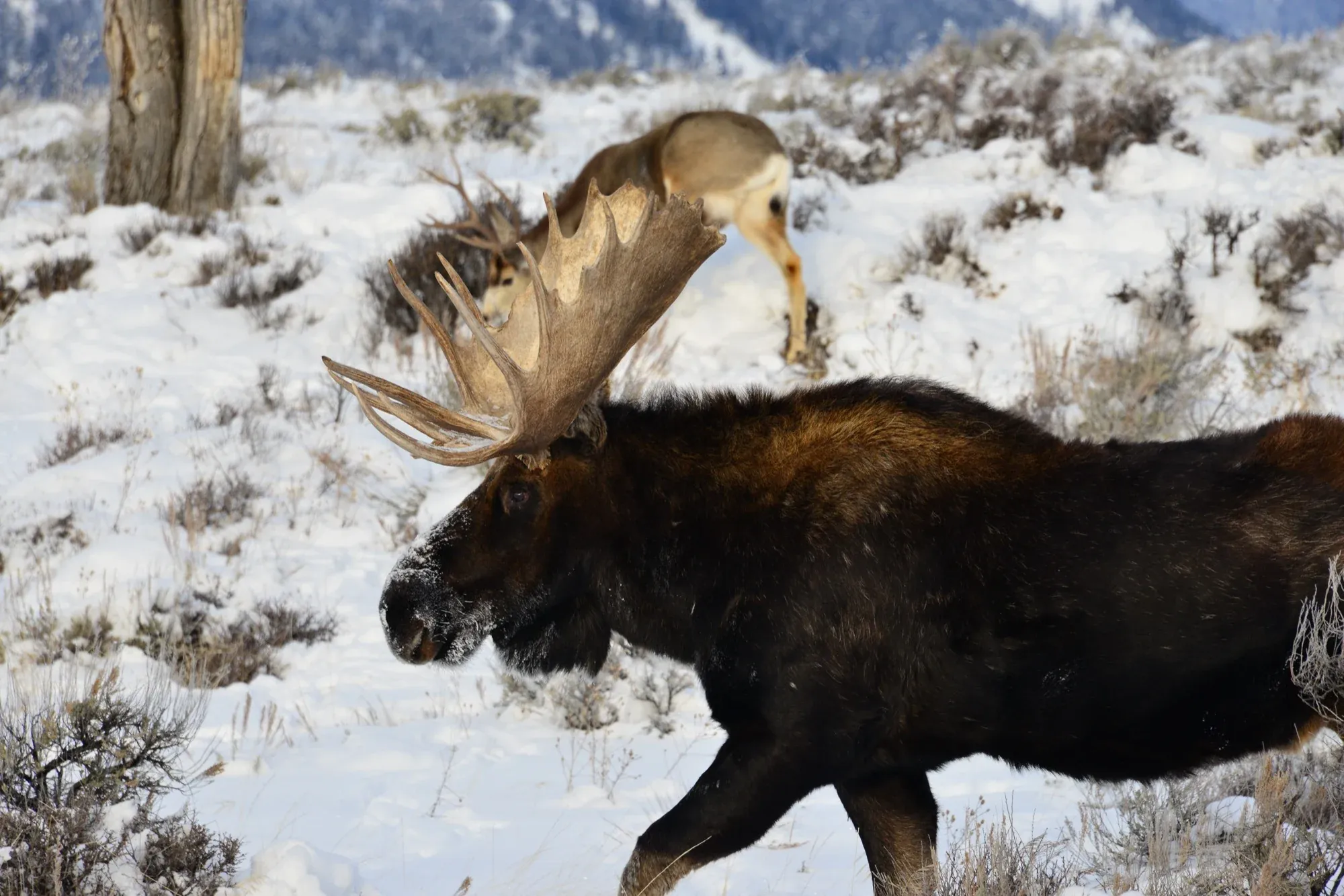 Moose gallery cover