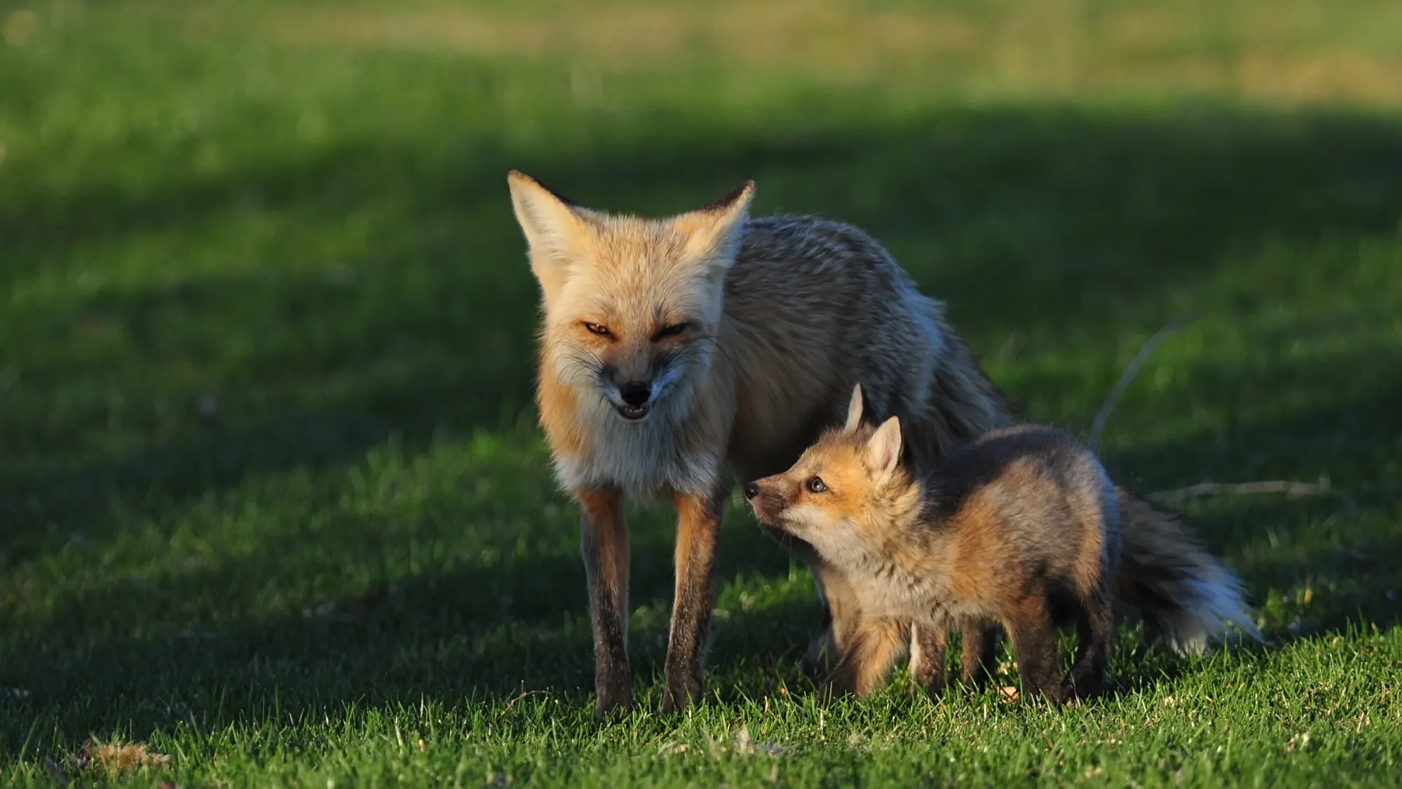 Red Fox