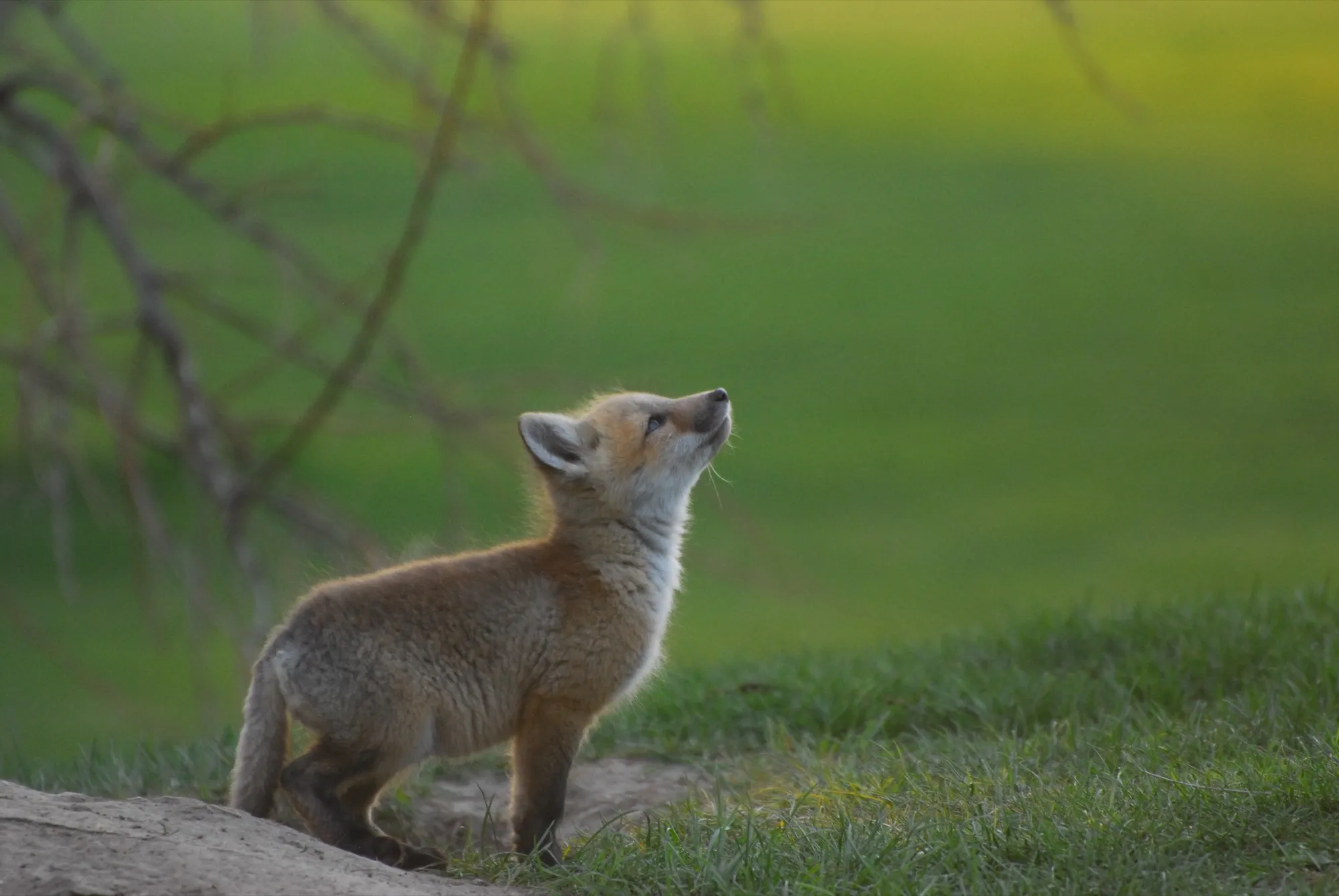 Red Fox