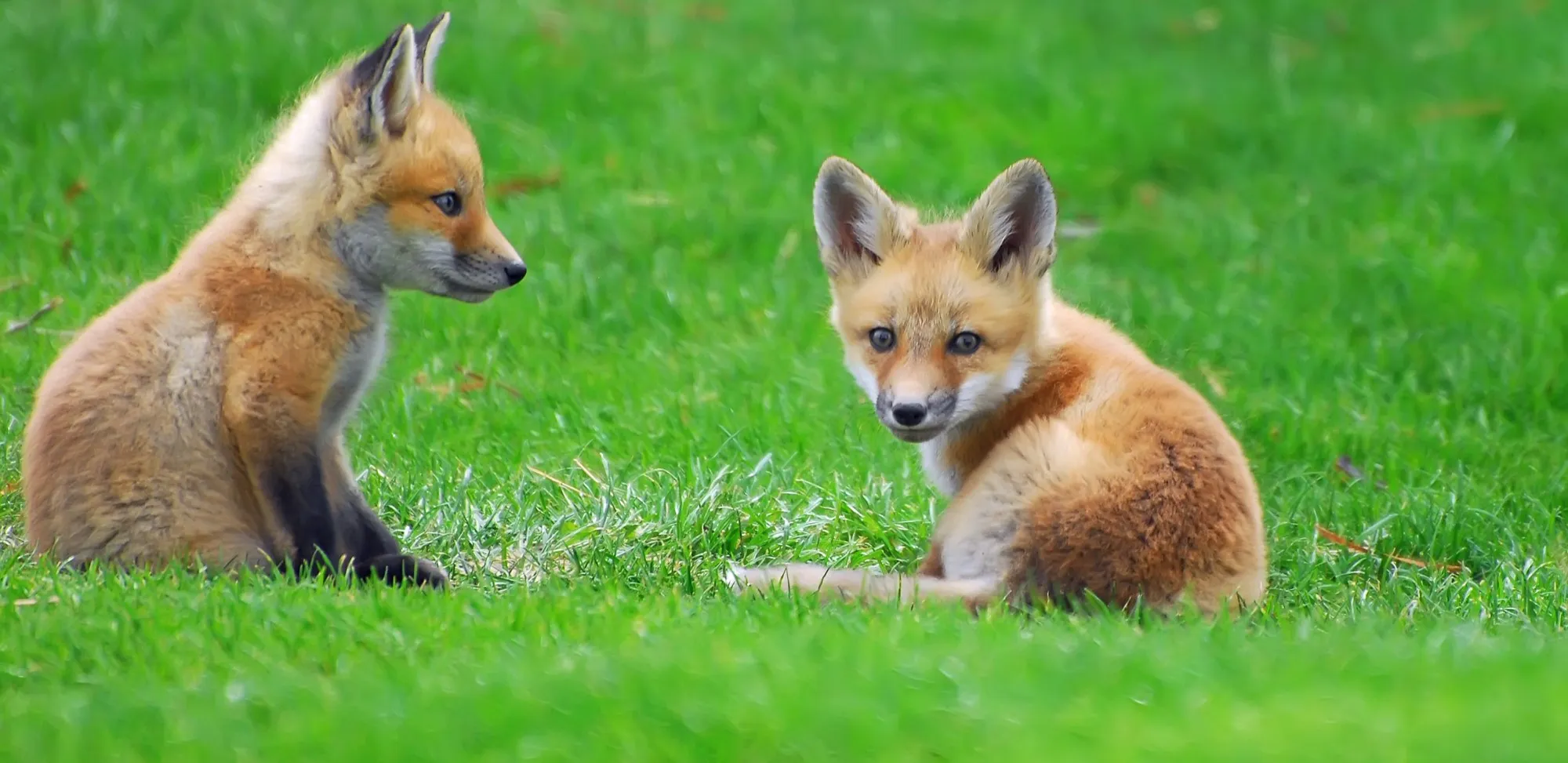 Red Fox