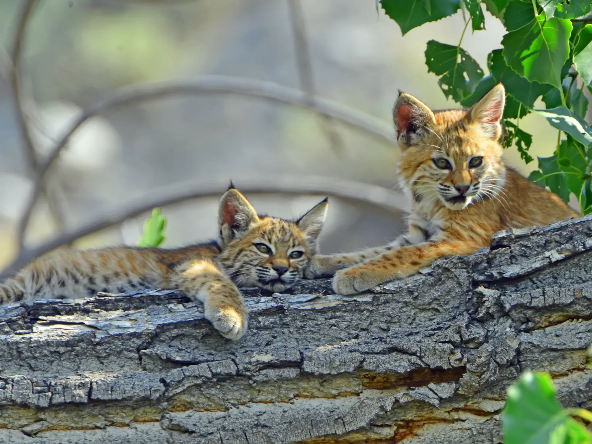 Kittens on the Log