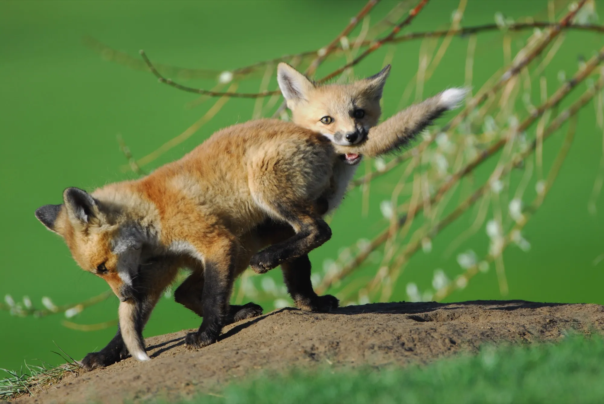 Red Fox