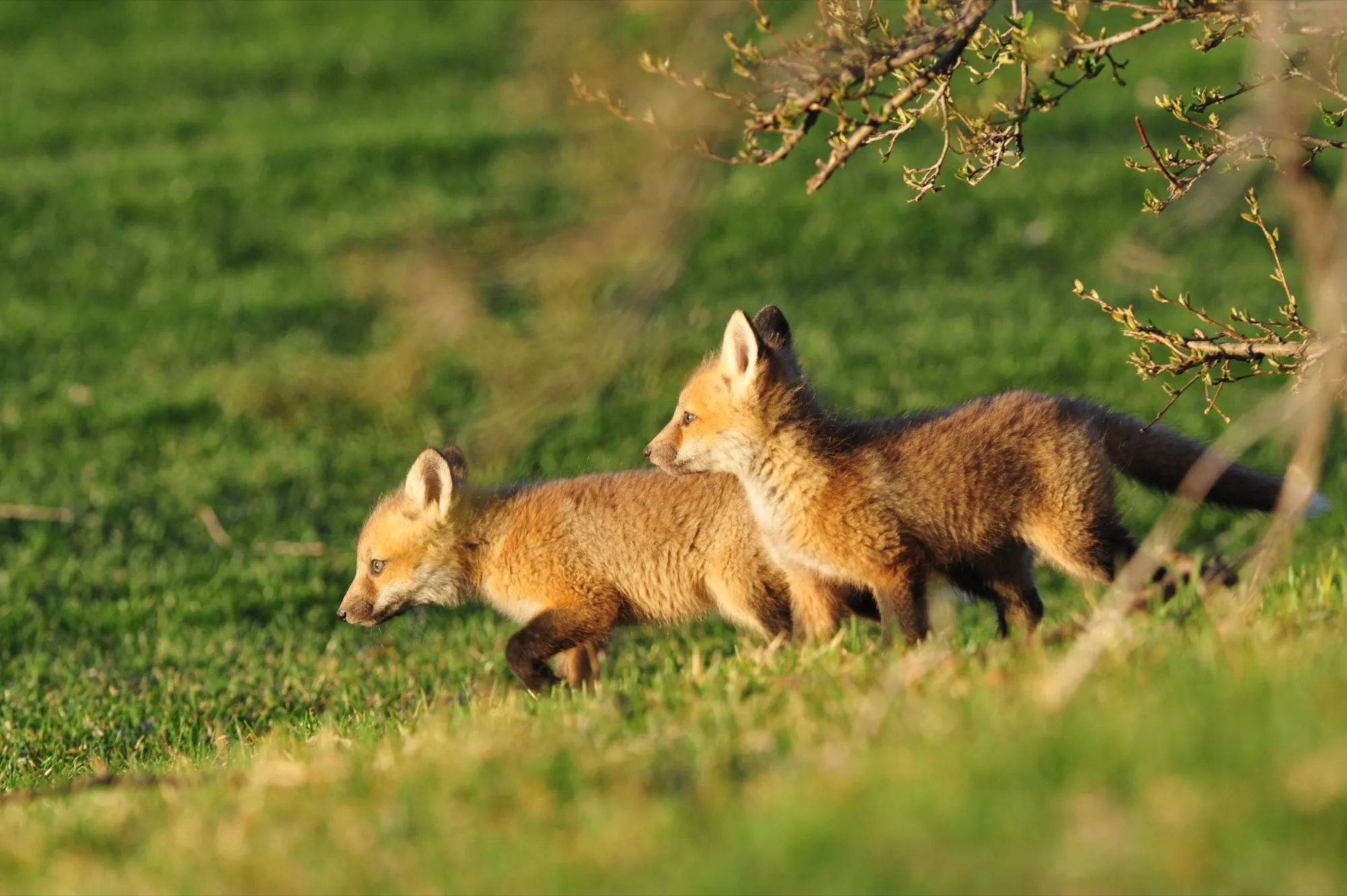 Red Fox